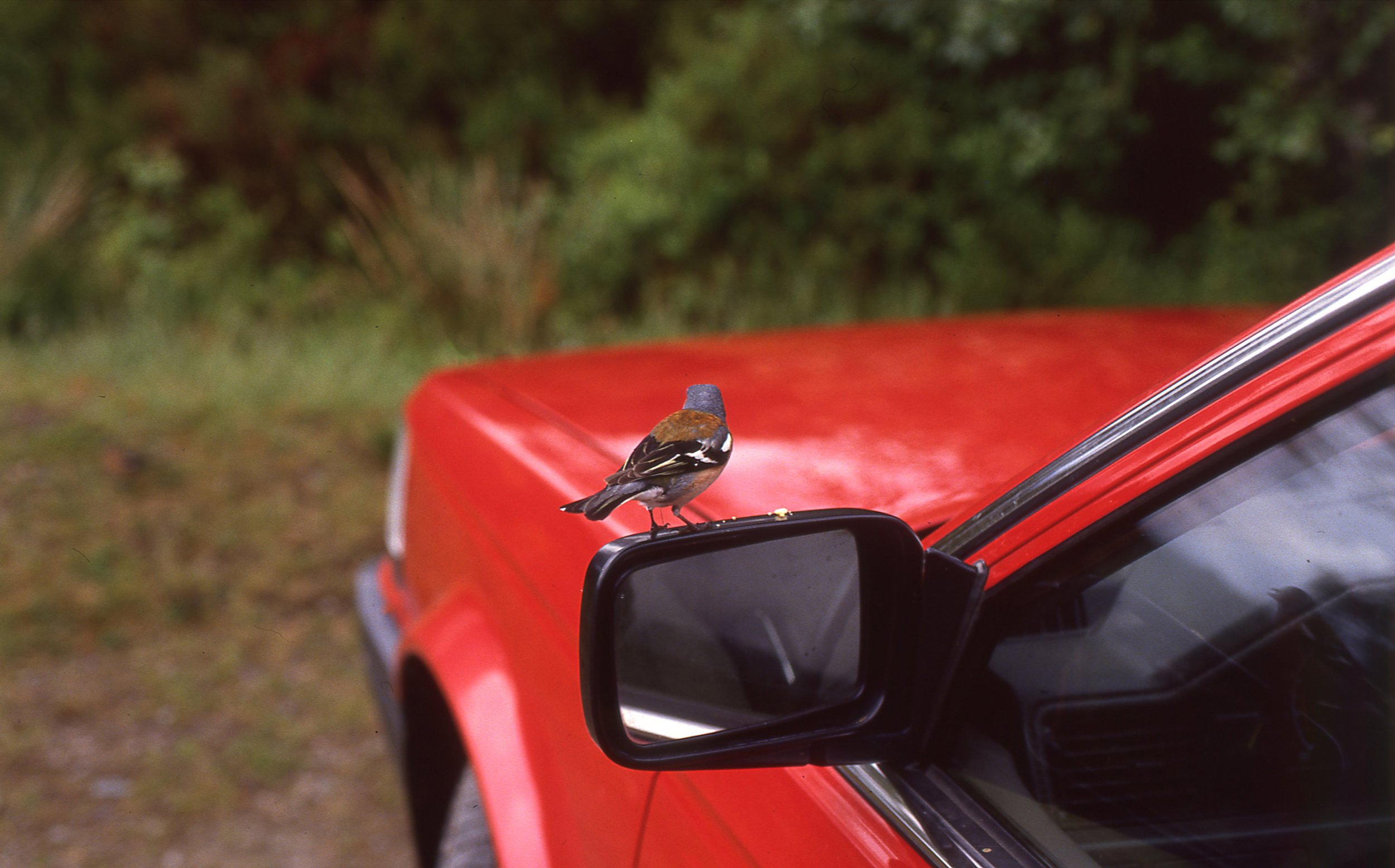birdwatcher2.jpg