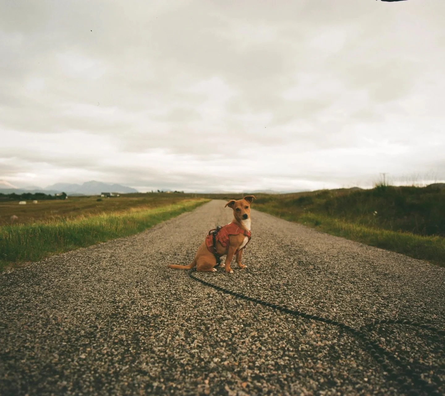A little wanderer, shot during his time living in a box truck on the west coast of Scotland. 
.
.
#6x7 #shootfilm #120 #kodakgold