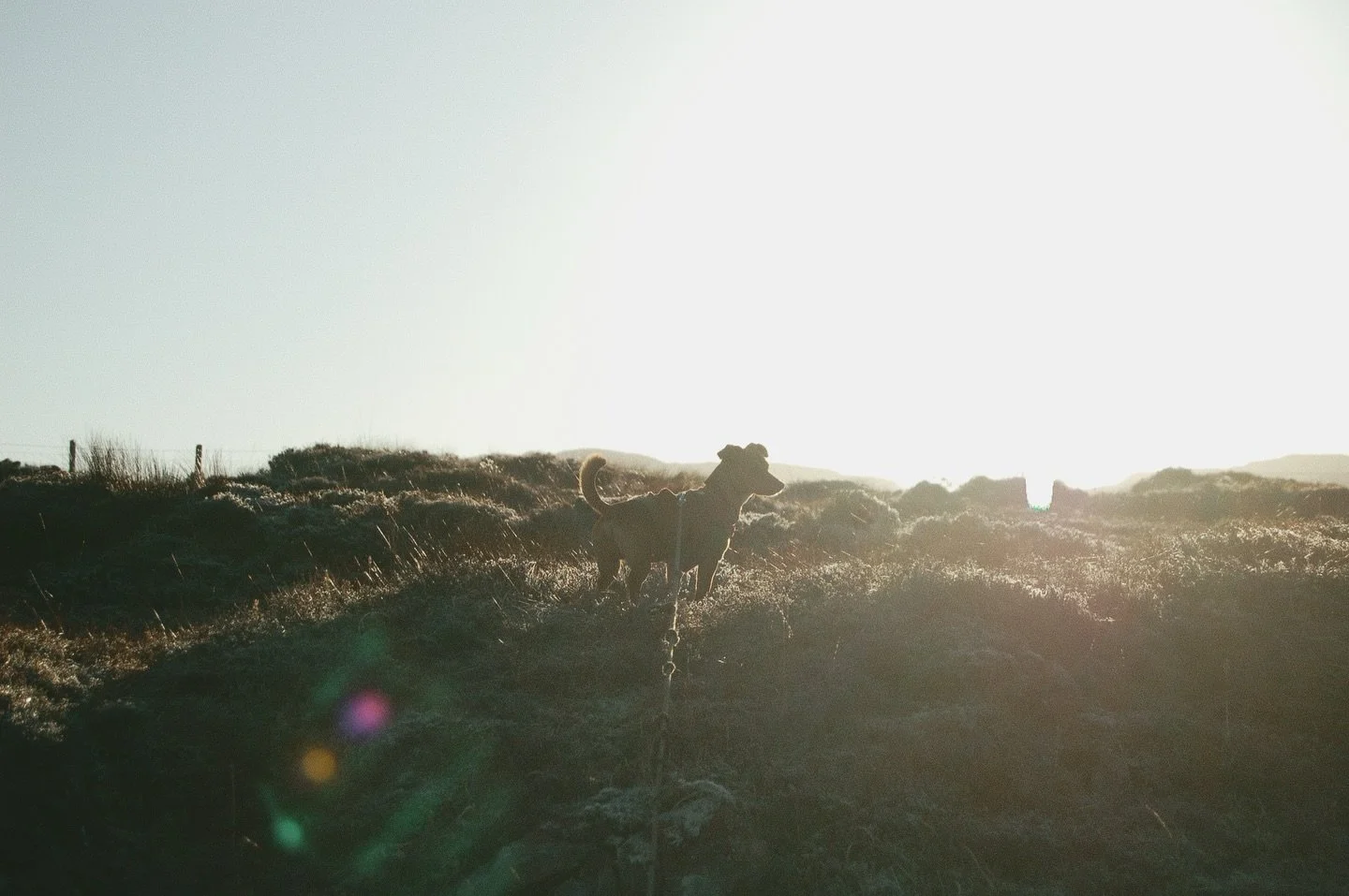 A new one on YT is up now&hellip; visiting the old man of storr and some time in the heather fields at home, documented with a 20 year old DSLR.
Spend less, shoot more.
But not all the time, still love you film 🎞️