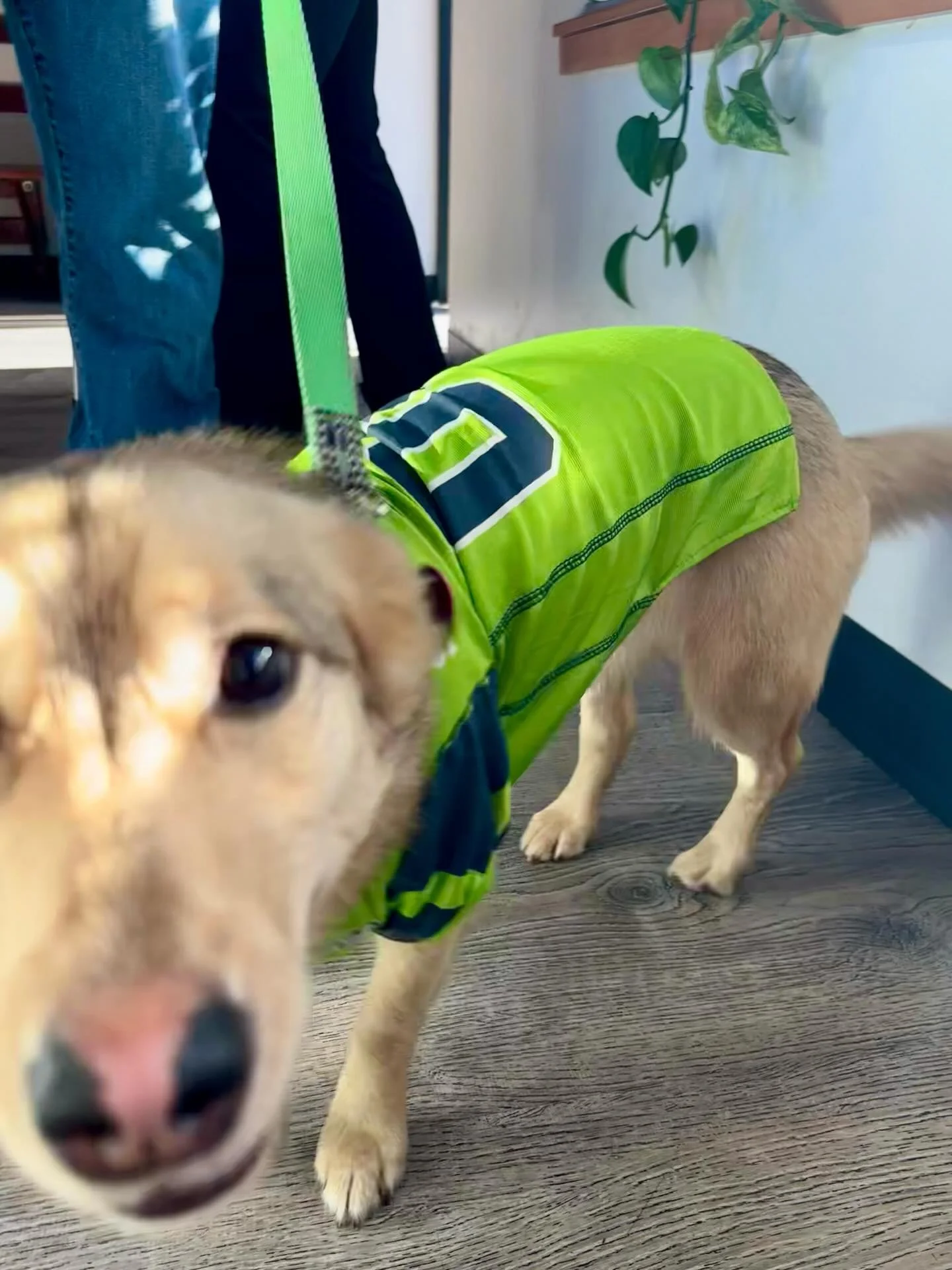 Lots of our customers were sporting Seahawks gear today in Super bowl Spirit, but @fairhavenfreya was paw-sitively the most excited one for the game!!!
💚💙
How are you celebrating today? 
☕️
☕️
☕️
☕️
#localcoffee #coffee #bellinghamcoffee #fairhaven