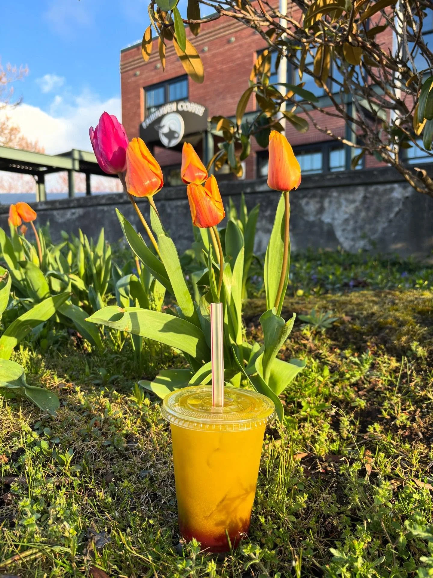 it&rsquo;s a beautiful sunny day to go for a walk and see what all is blooming here by the water 🌷💐 , and to grab a sockeye salmon matcha from Fairhaven Coffee to go with of course! 
☕️
☕️
☕️
☕️
#localcoffee #latte #fairhavenwa #enjoyfairhaven #bel
