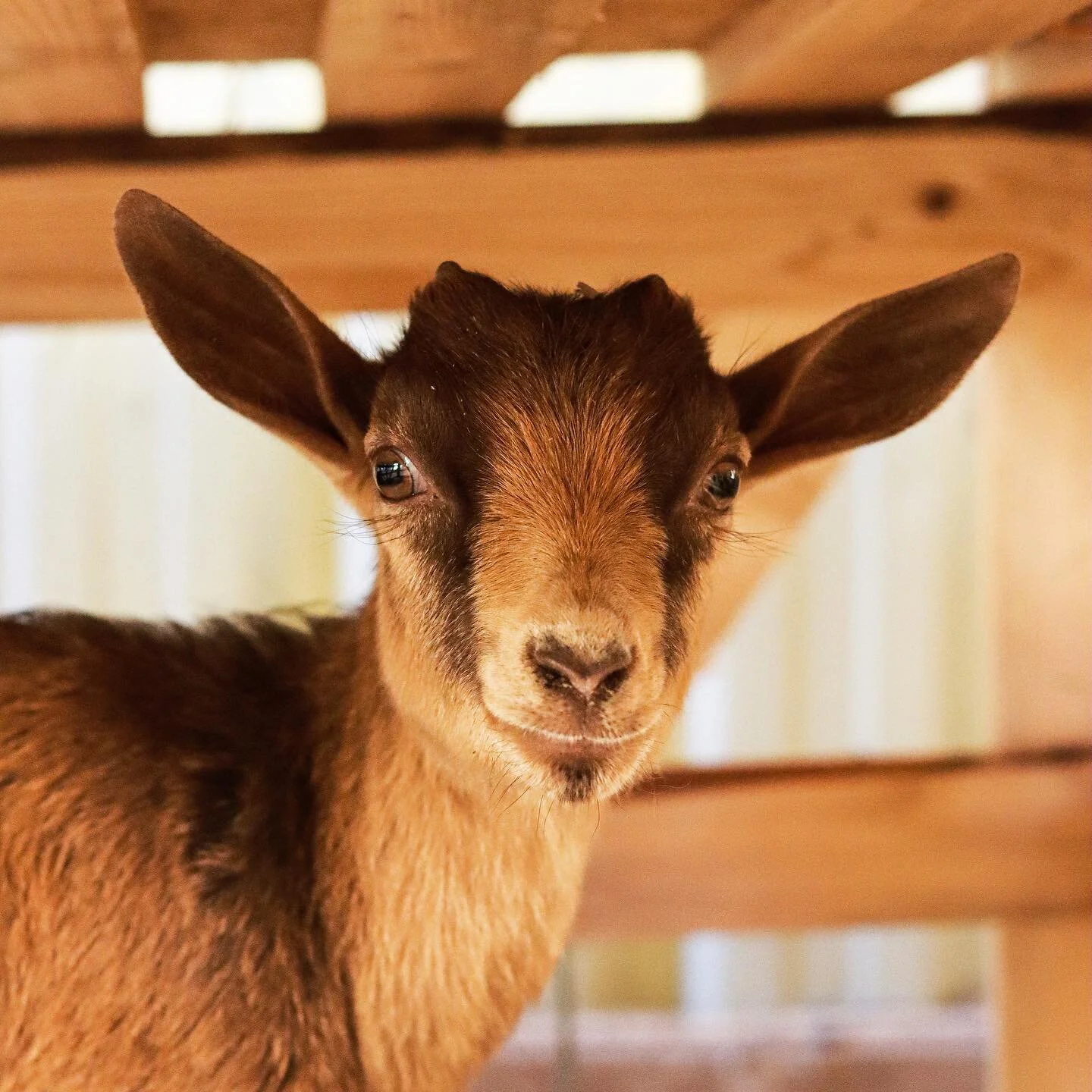 Summer Solstice is finally here!! Celebrating the longest day of the year with new additions to #Hollandlanefarms 🐐 🐐 🐐 
☀️
Introducing Dolly, Maple and Billy
☀️
#summersolstice #goatsofinstagram