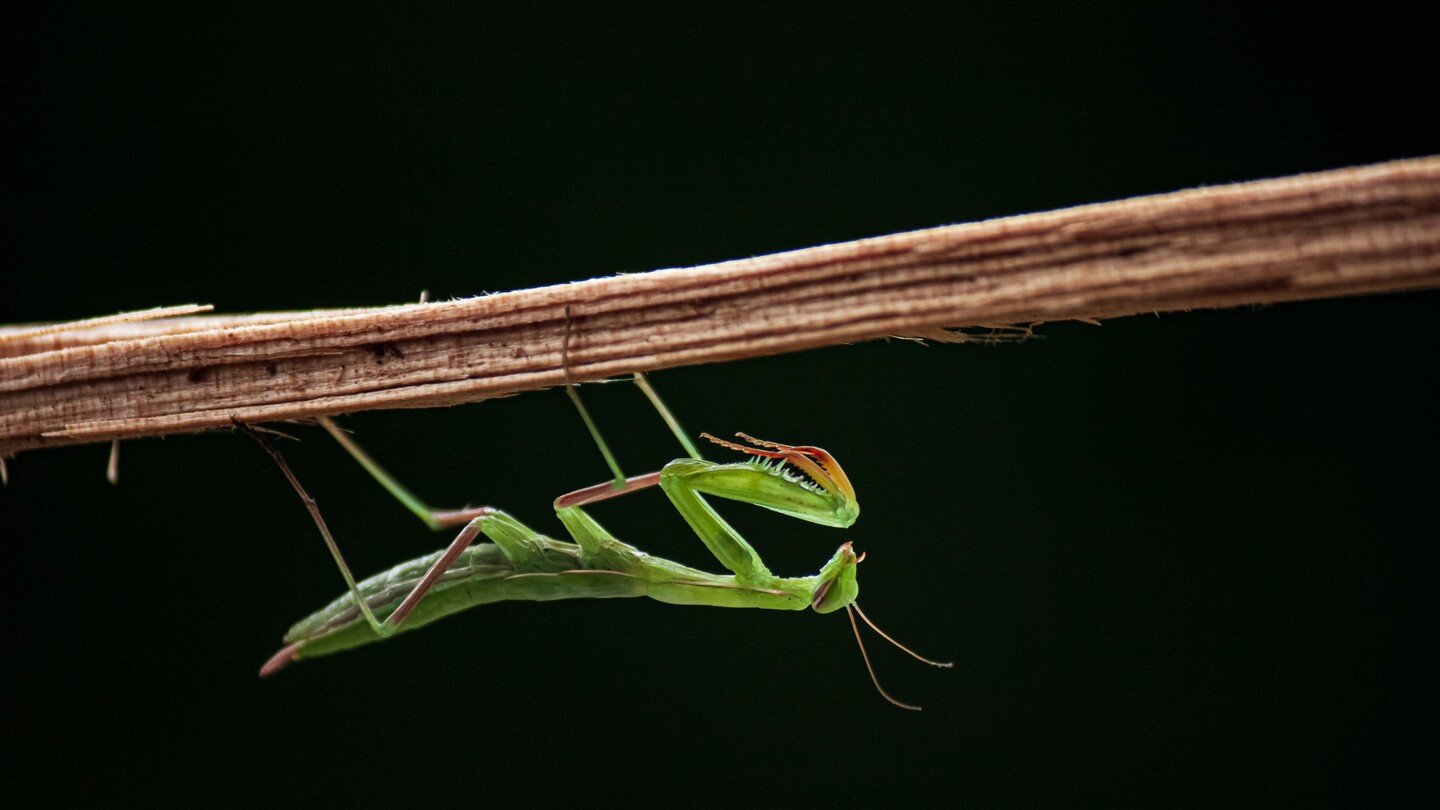 We found this little guy in the grass in BC a couple of summers ago. There were a couple of them- I didn't think Mantis' were in Canada, but apparently, they are!

Fun Fact.... my kids helped me set this photo up! I had my daughter hold the stick in 