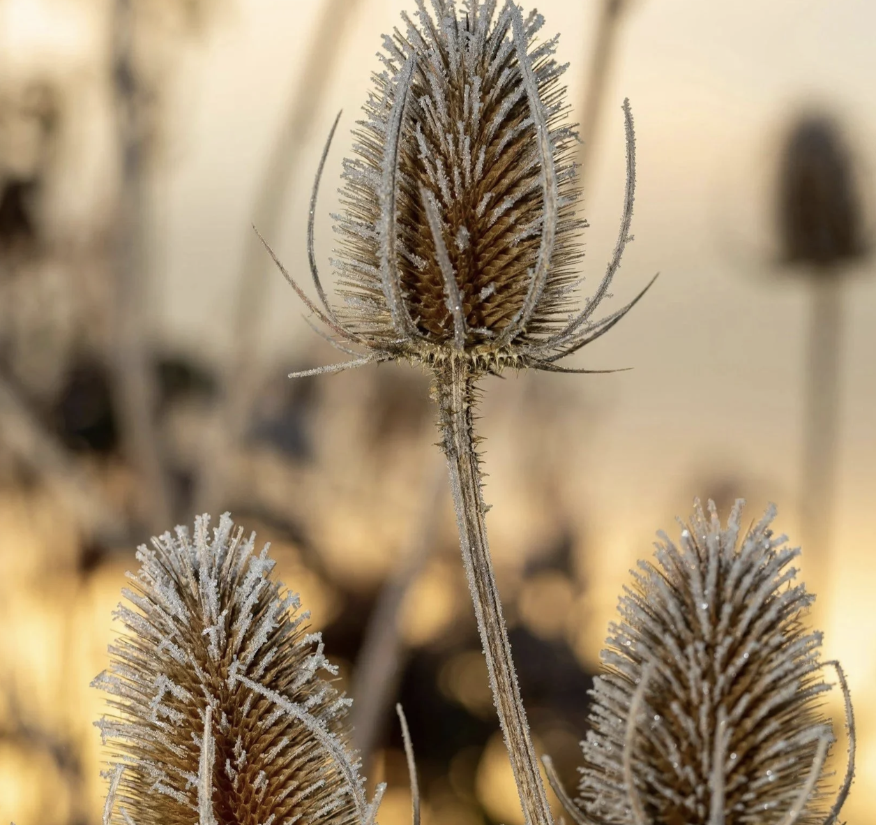 STANDING at the THRESHOLD :: a VISIONING CIRCLE
