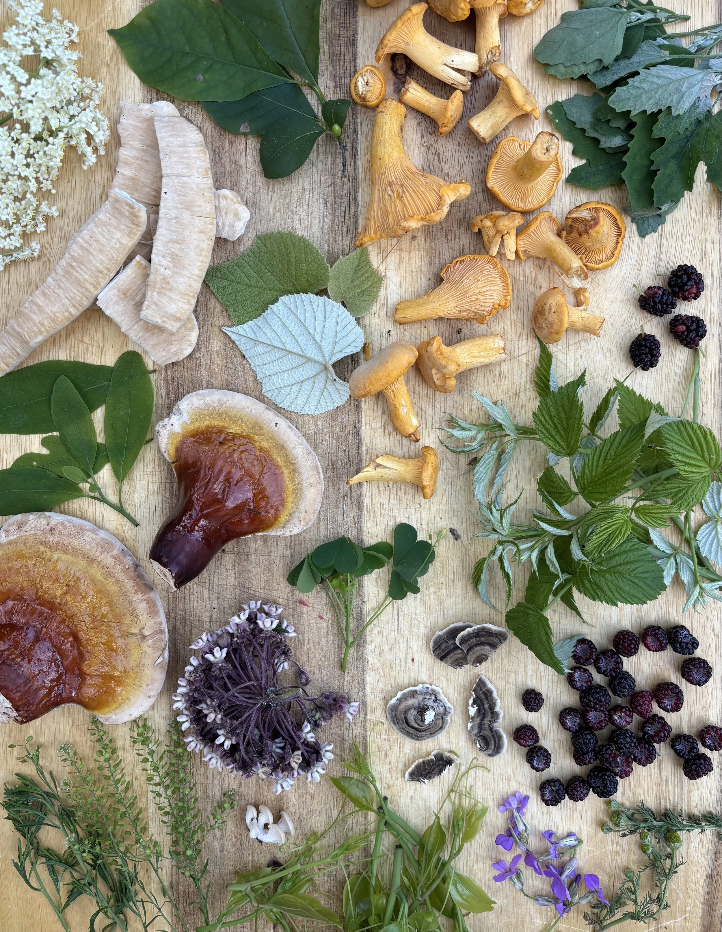 Summer Foraging Walk