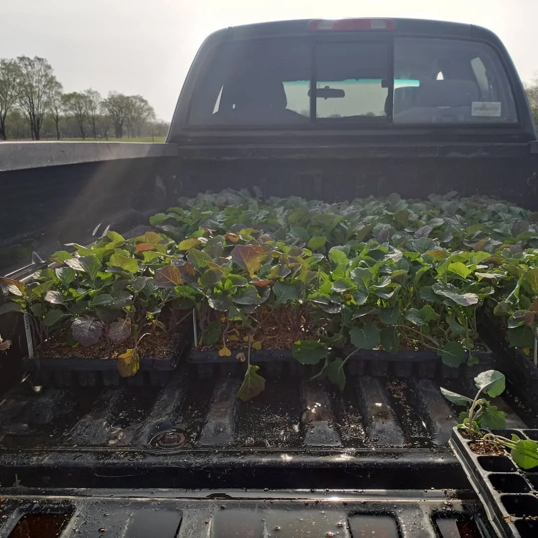 Pssst. Hey @woodstockfarmersmkt . Lettuce is coming!!! We will be harvesting lettuce mix for market on 5/1!!! 

Get there early, supplies will be limited and they go fast!!