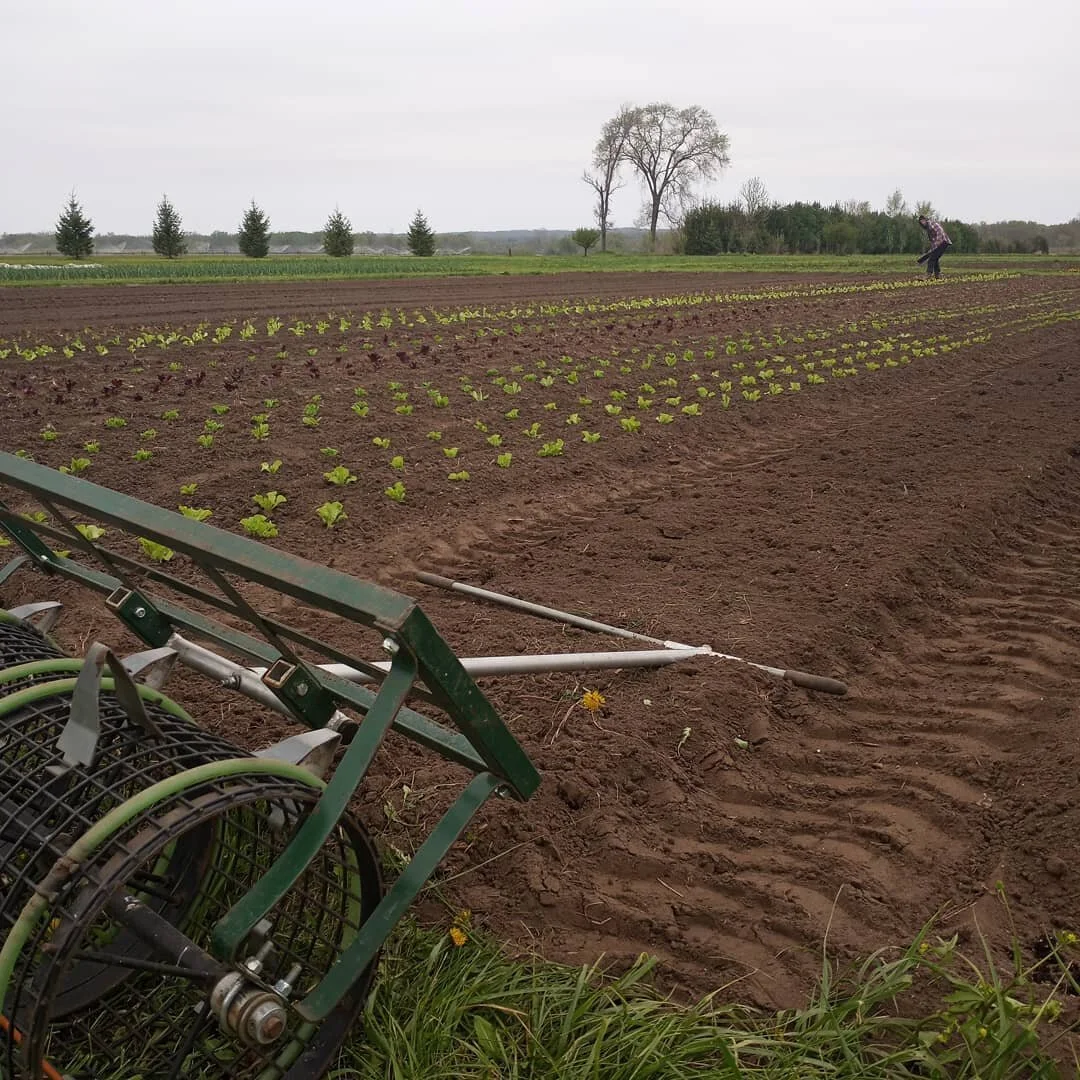 Planting lettuce today.