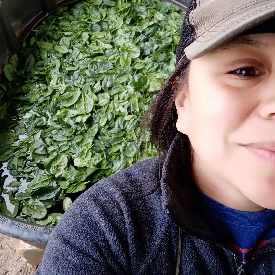 The guys are harvesting lettuce mix now but we will also have spinach available this week. Stop by @woodstockfarmersmkt on Saturday from 8 to 1 and grab some.