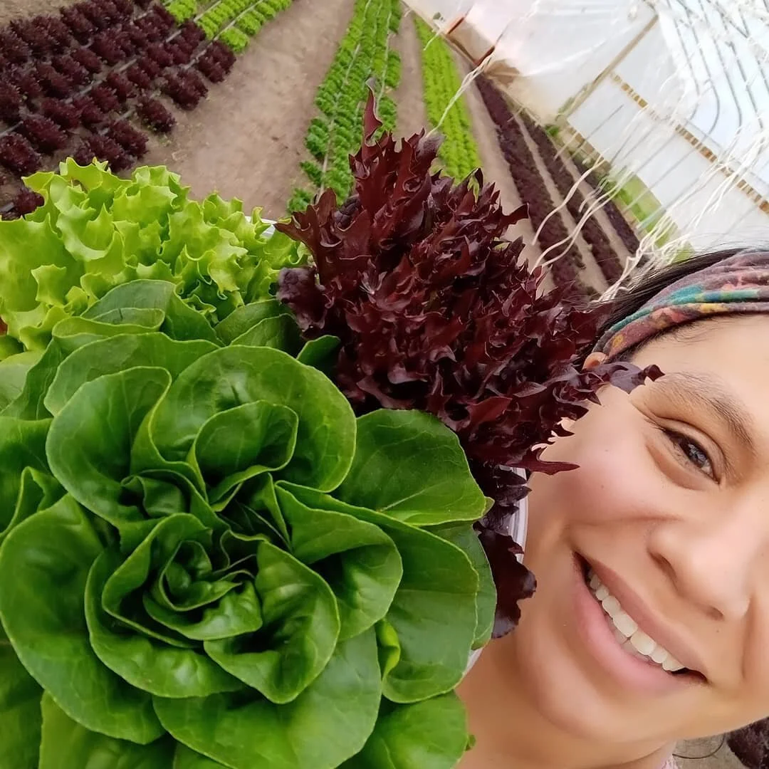 Harvest for the Edgebrook Farmers Market @edgebrookshops Wednesday from 9 to 1.