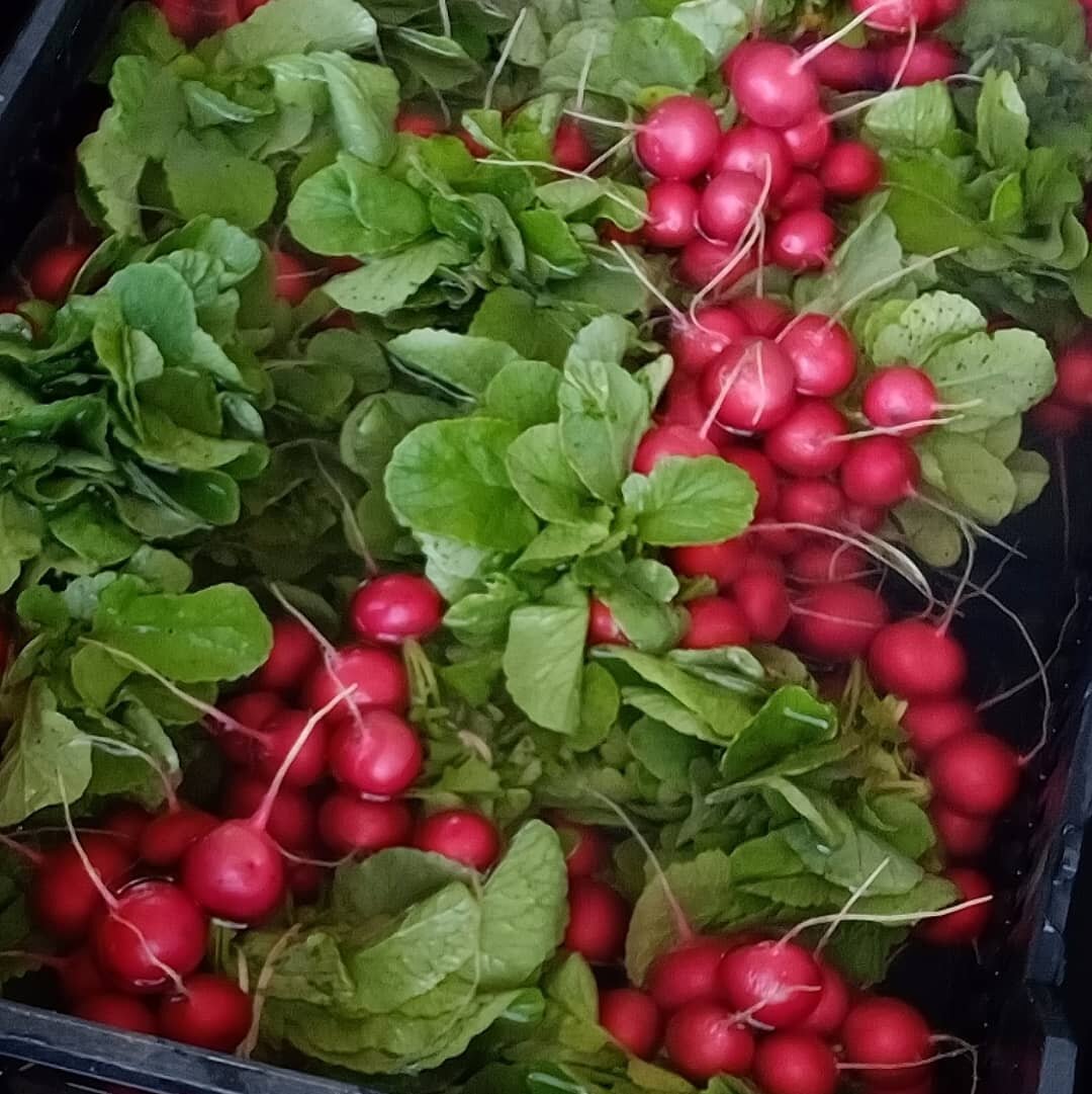 Radishes you say? Why yes we do.