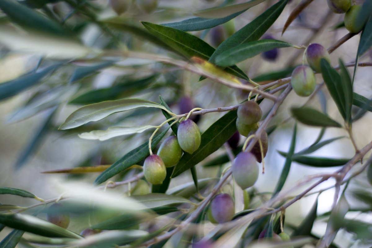 Copy of exau-extra-virgin-olive-oil-9.jpg