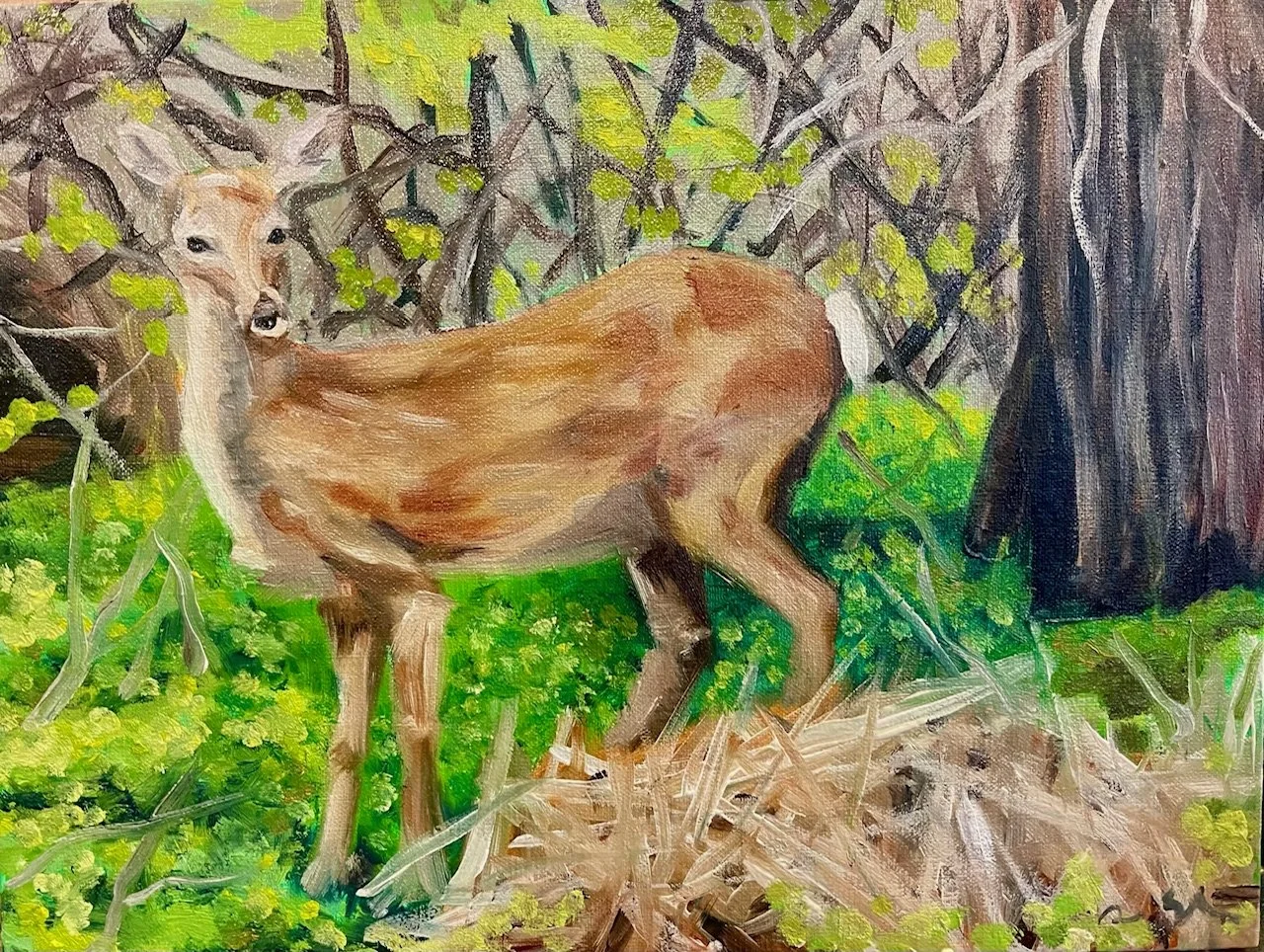 DeniseS_Deer.jpeg