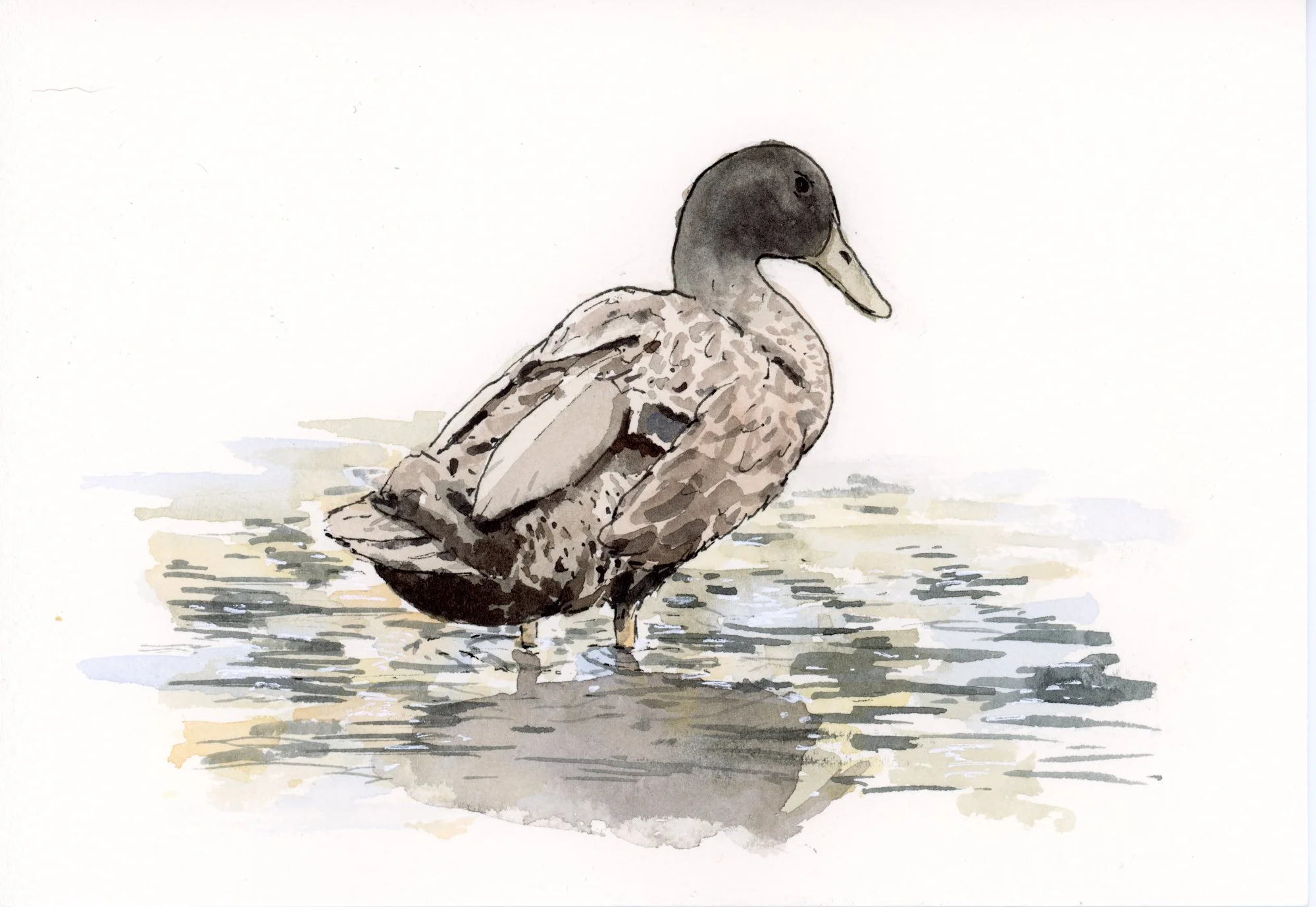 CamDolak_SassyMorningDuck-1.jpg