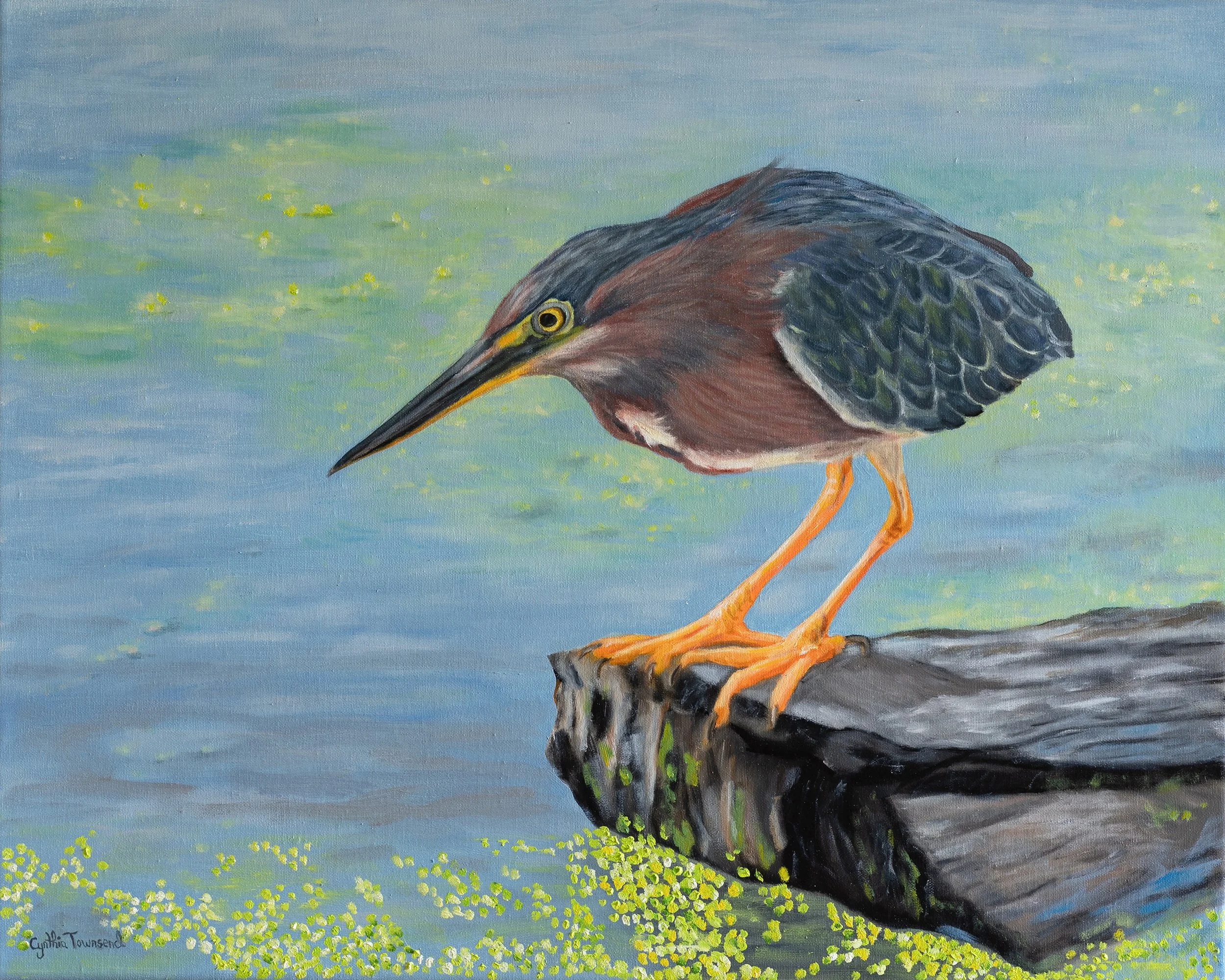 CynthiaTownsend_GreenHeron.jpg