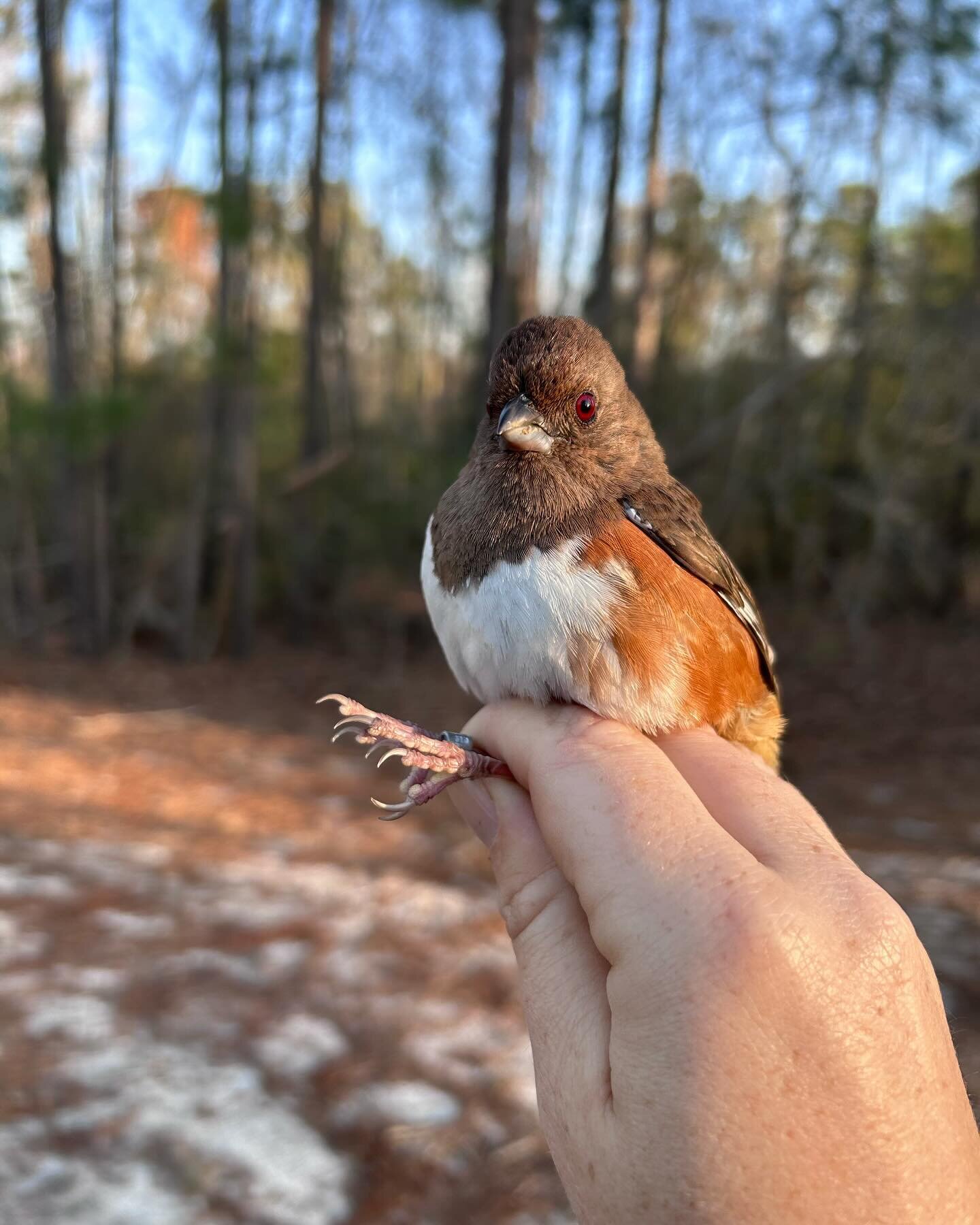 This female Eastern Towhee is just as displeased as we are with the high winds keeping us out of the field today. 

All banding is being conducted under a federally authorized Bird Banding Permit issued by the U.S. Geological Survey&rsquo;s BBL

#EAT