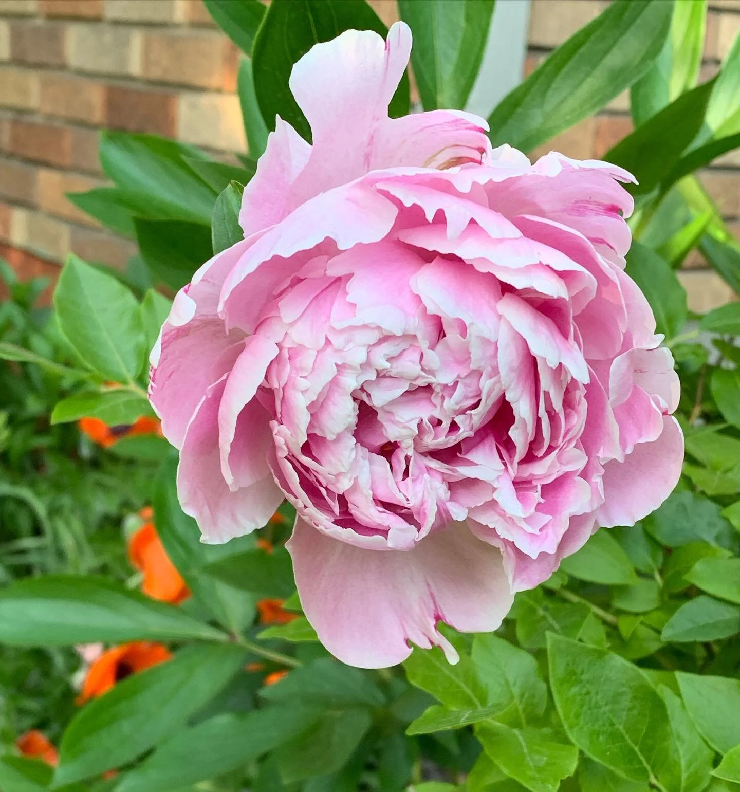 It&rsquo;s been five years since receiving some peony bushes for Mother&rsquo;s Day. They never bloomed again. There have been what I called fools buds as they fooled me but never materialized. 

But this evening was a heaping scoop of hope in the mi