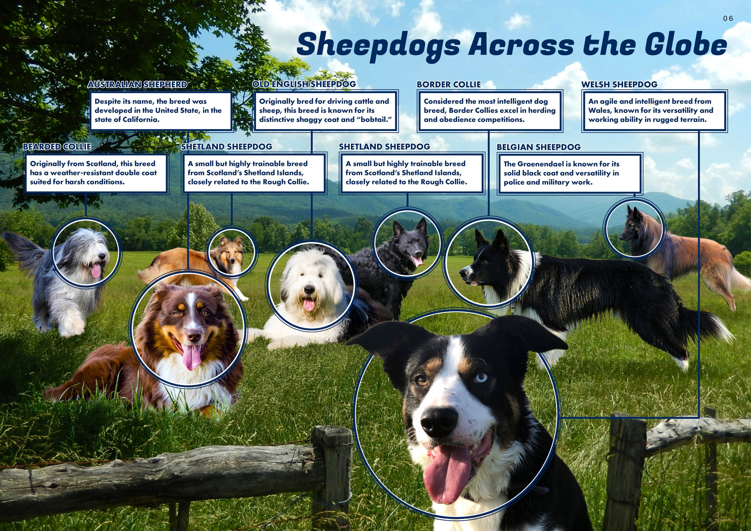 Sheepdog Magazine Issue 14.jpg