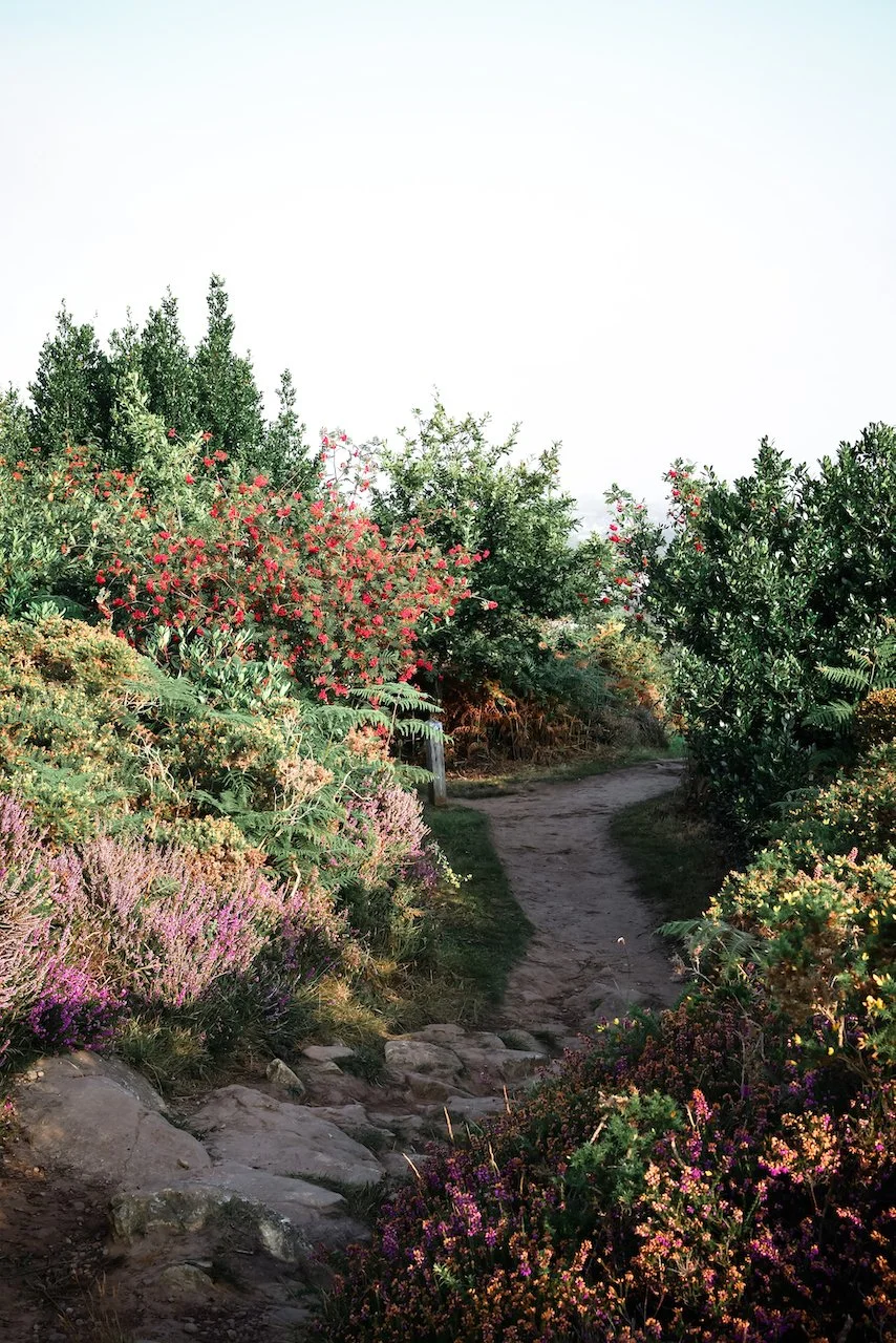 Berries above the Tin Man