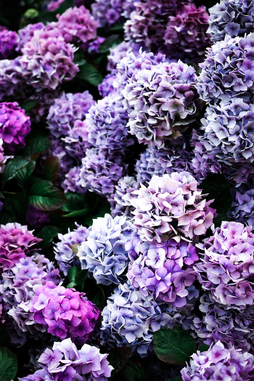 Lilac hydrangeas