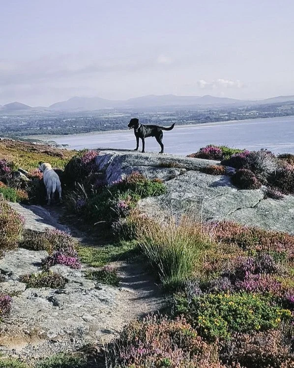 King of the castle labradors