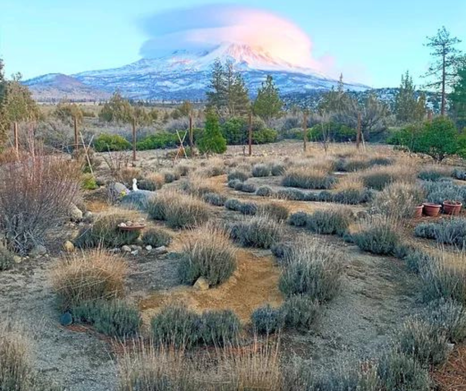 Mount Shasta California-Wild Wellness Retreats55.png