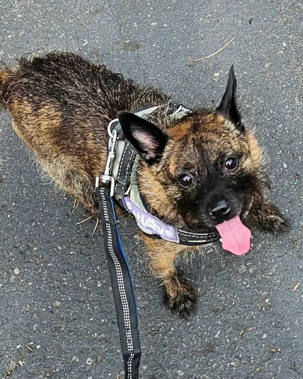 Taz