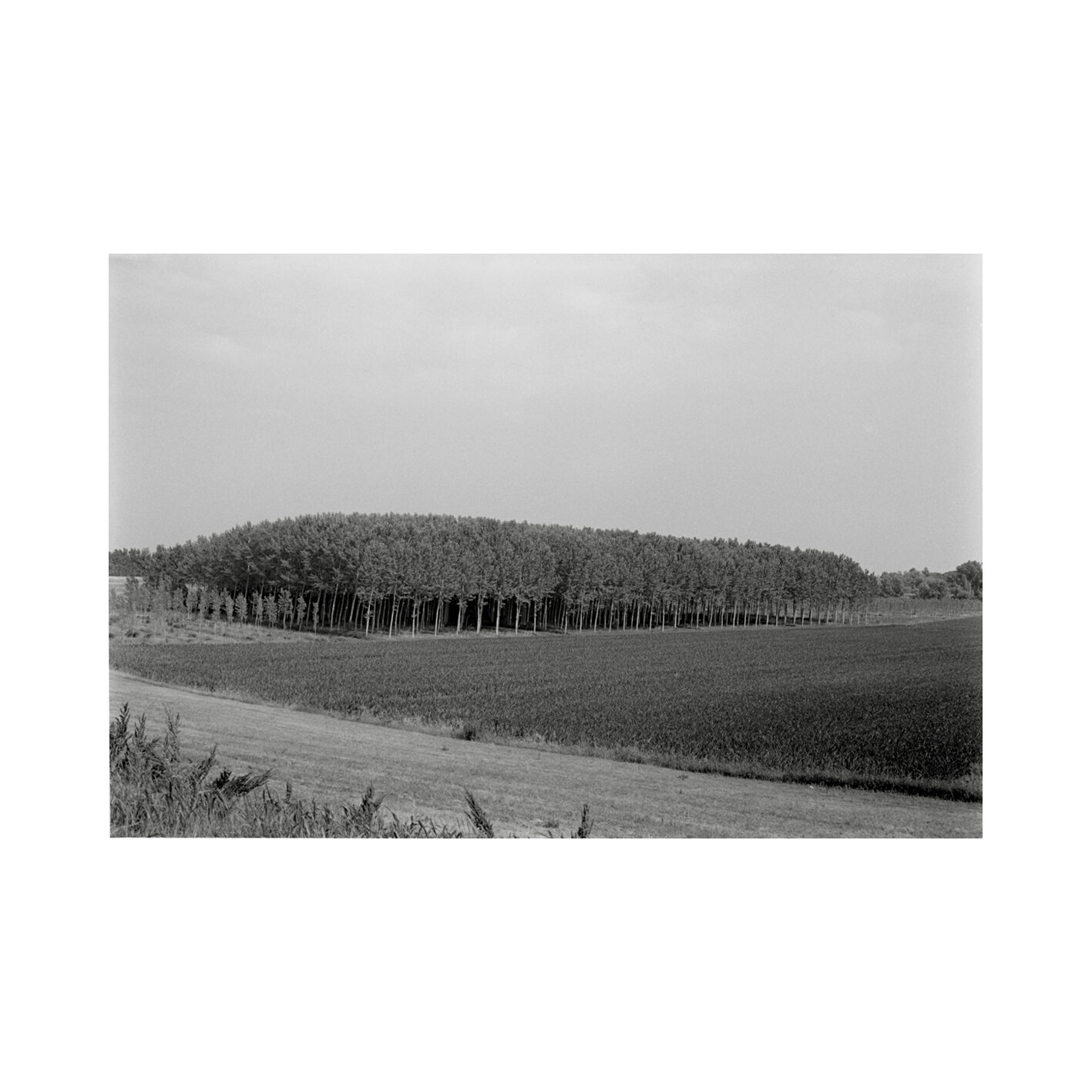Guarda Ferrarese (FE) (I)