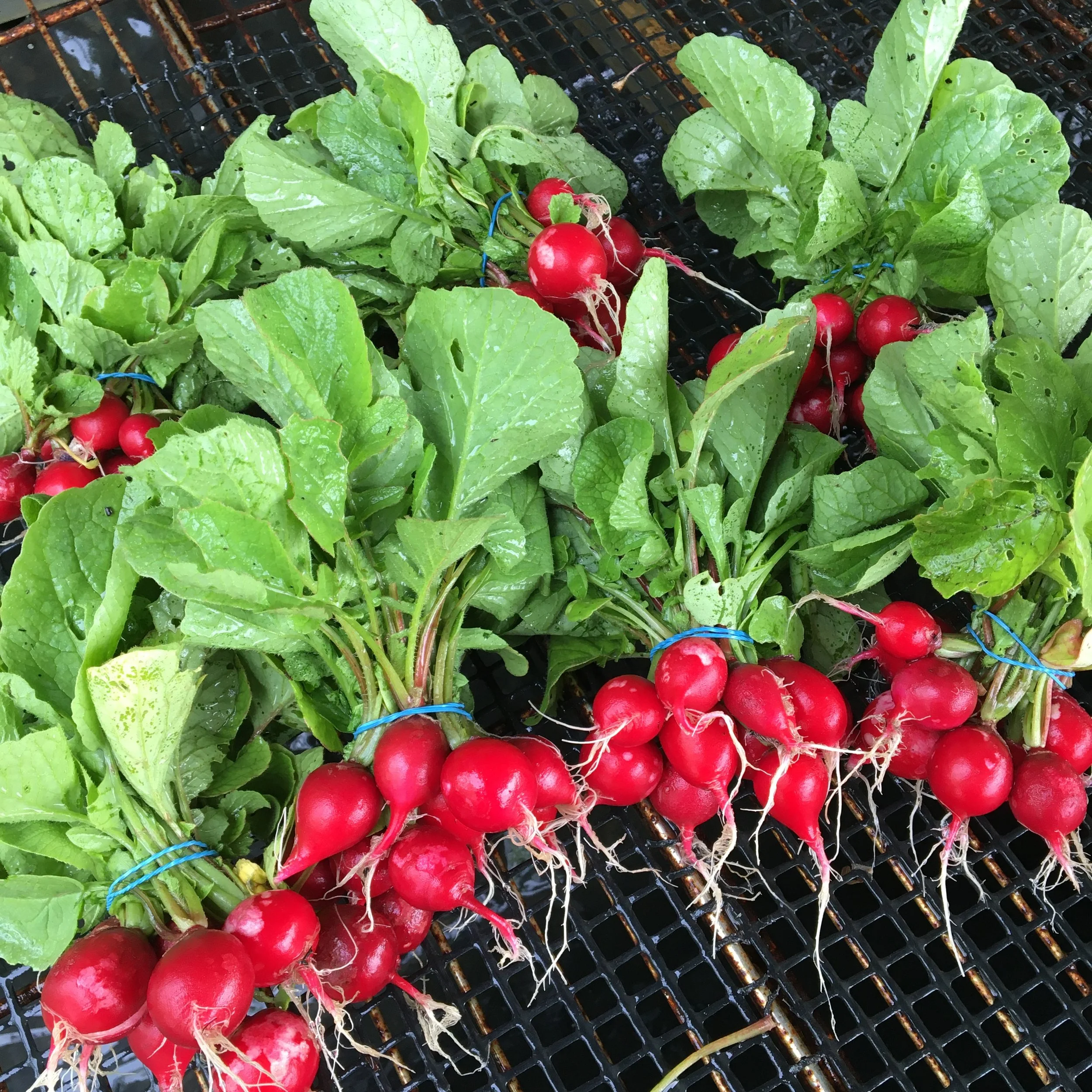 Several bunches of just-washed radishes.
