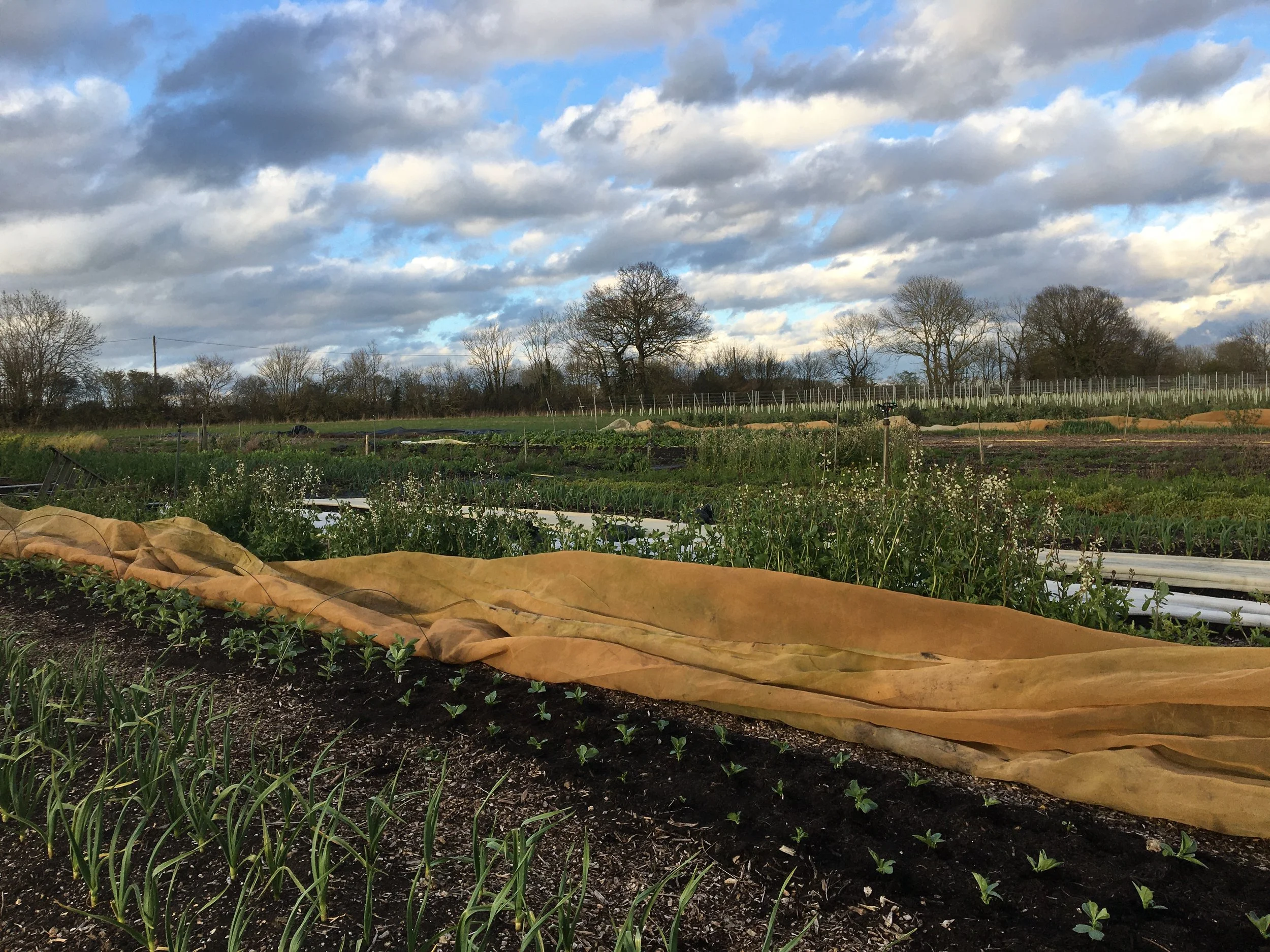 Leeks and broad beans growing in a market garden
