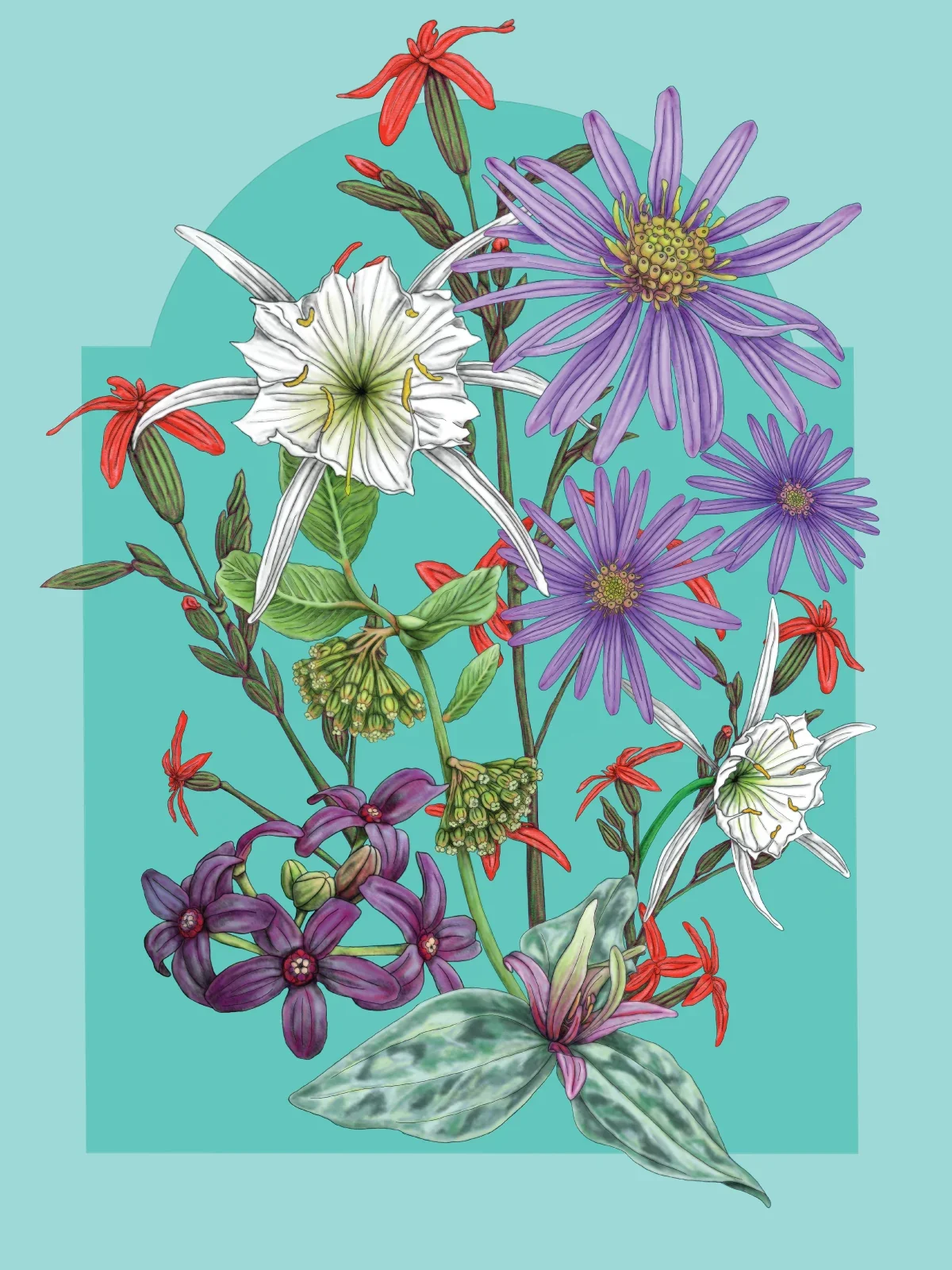 Augusta’s Native Flora by Colleen Beyer Stewart, 2023 Augusta Poster Show
