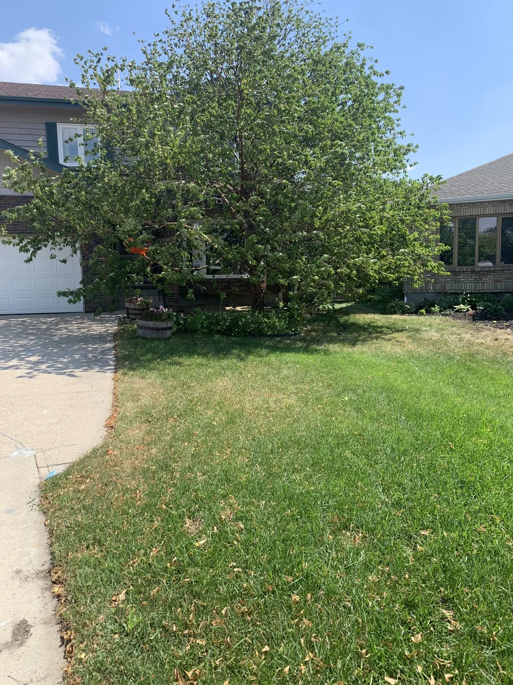 The Benefits of Native Plants in Winnipeg Landscaping A Gardener's