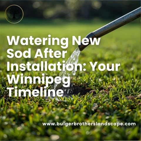 Watering New Sod After Installation: Your Winnipeg Timeline