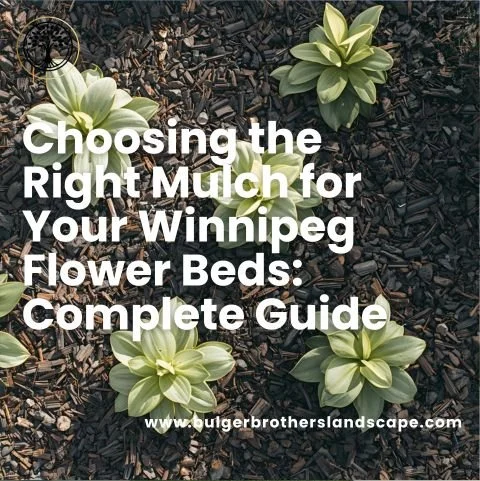 Choosing the Right Mulch for Your Winnipeg Flower Beds: Complete Guide