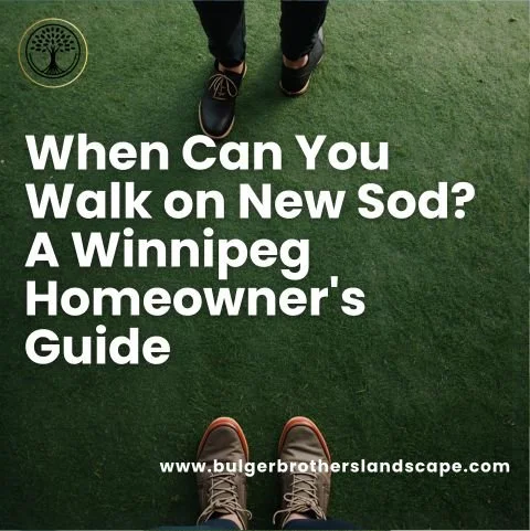 When Can You Walk on New Sod? A Winnipeg Homeowner's Guide