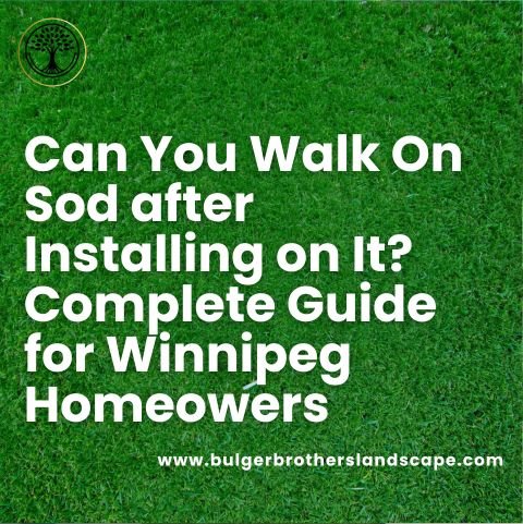 Can You Walk On Sod after Installing on It? Complete Guide for Winnipeg Homeowers