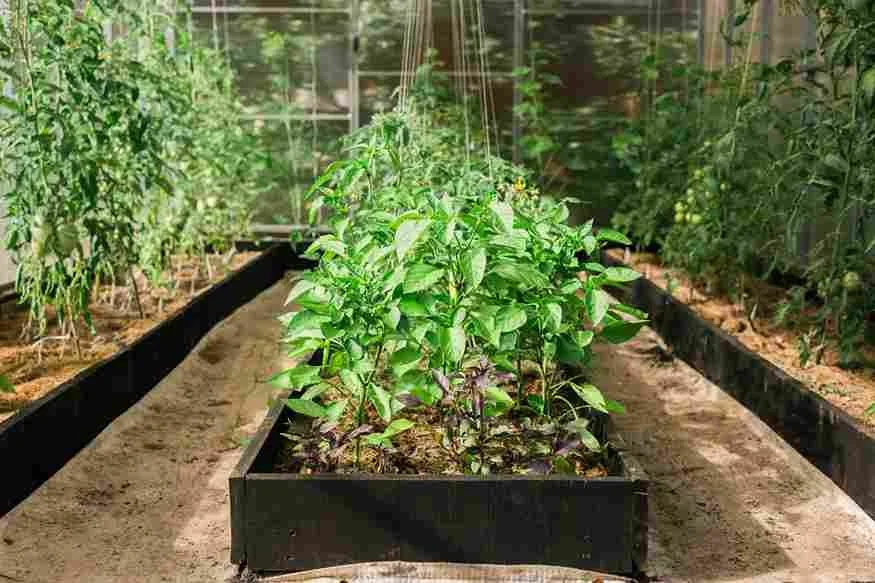 Raised Garden Beds in Winnipeg: What Every Homeowner Should Know Before Building