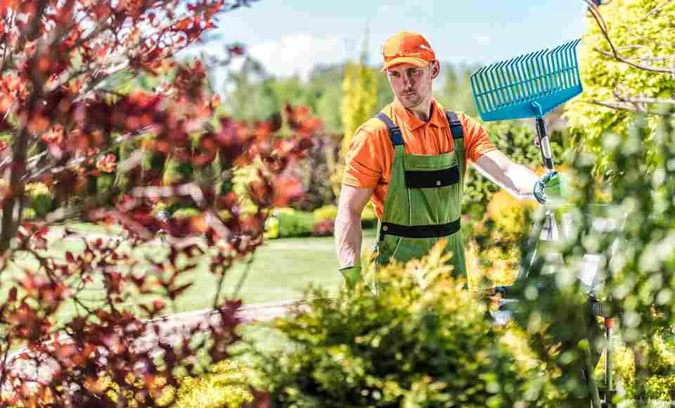 What Does a Landscaper Do? Everything Homeowners Need