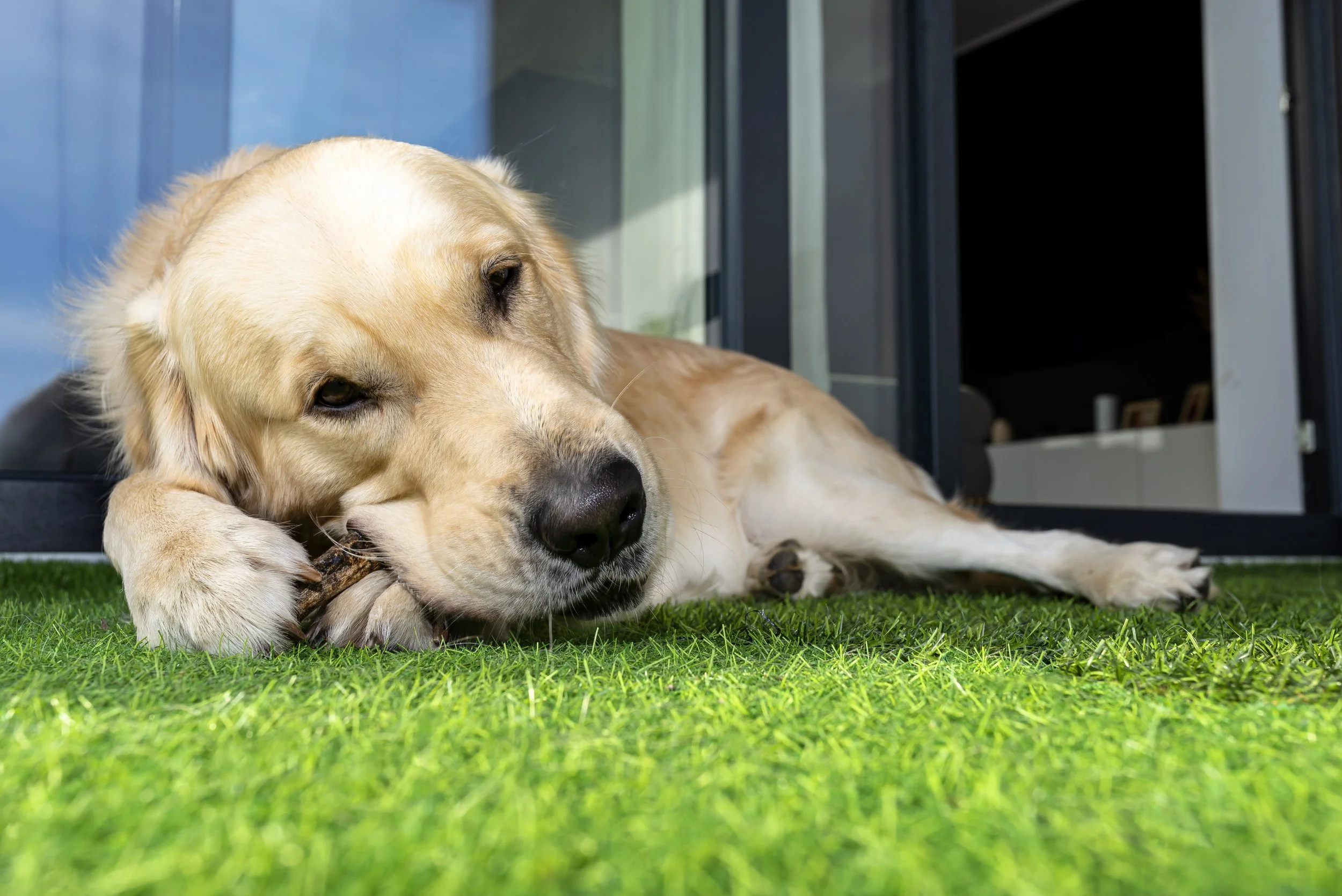 Is Artificial Turf Safe for Dogs in Winnipeg Winters?