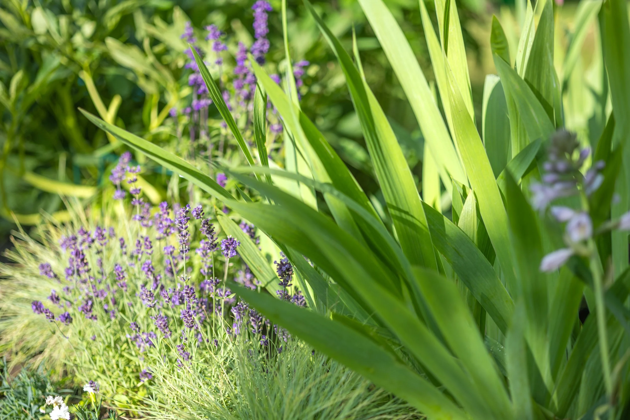Garden Design in Winnipeg: Everything to Know for 2026