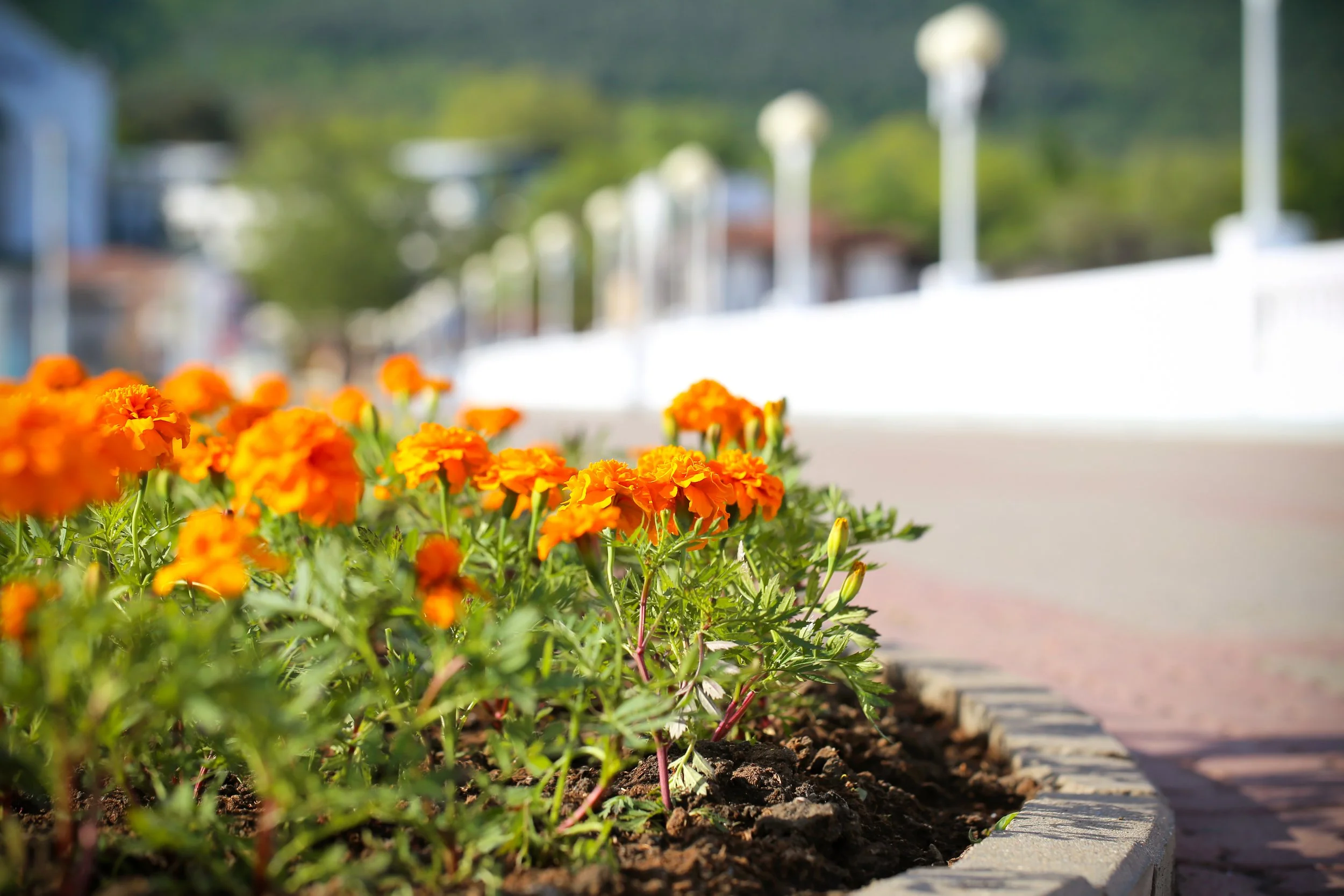 Does Curb Appeal Include Landscape Lighting for Sellers?