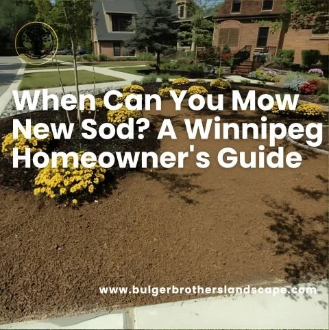 how long after installing sod can you mow