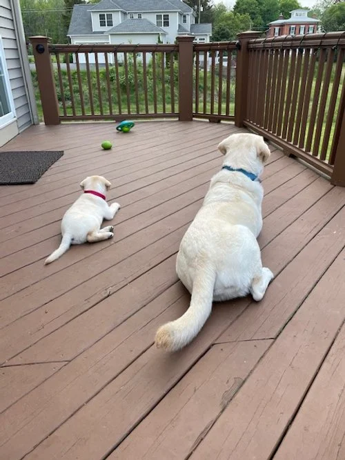 Max and Buddy (owned by Rebecca and Greg)