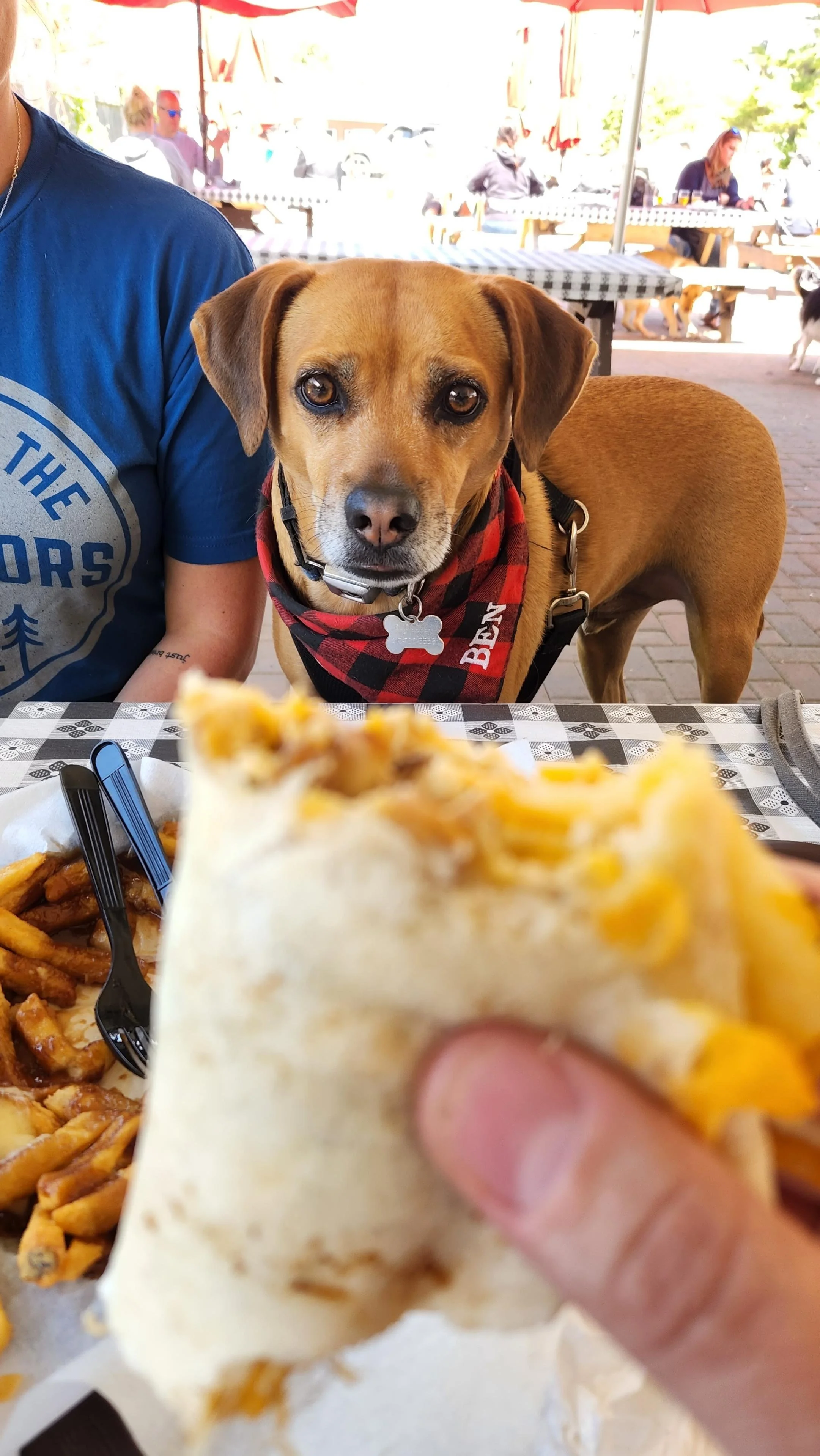 Ben (owned by Michael)