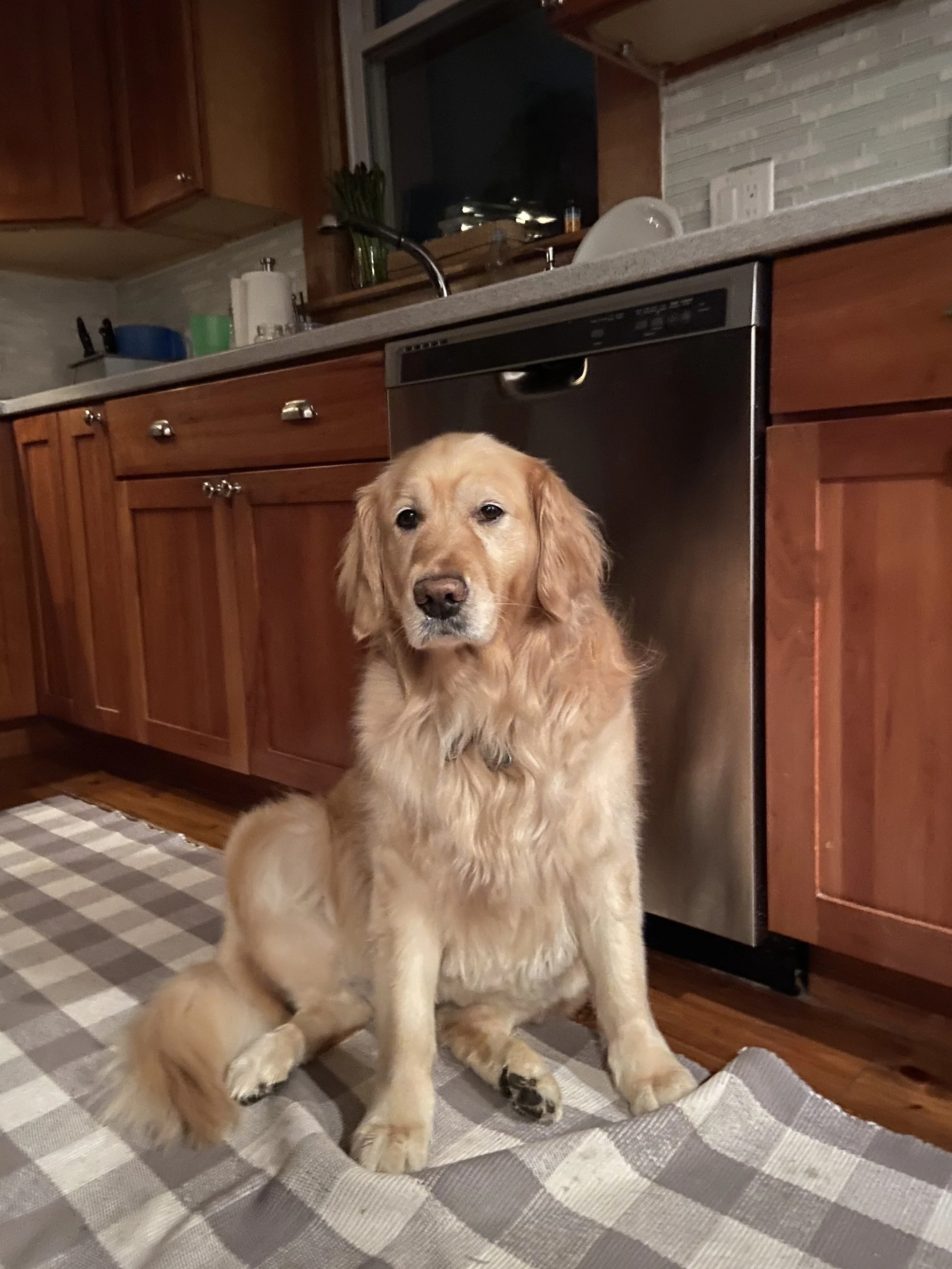 Willow (owned by Patrick)