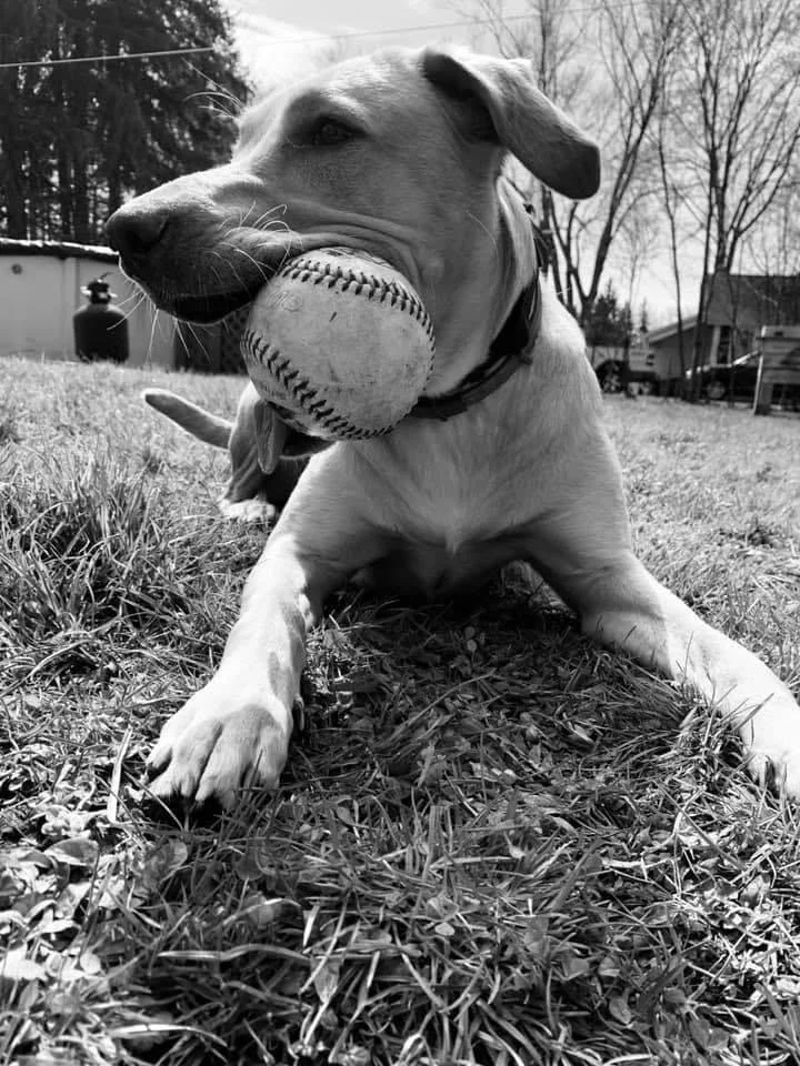 Nala (owned by Abigail)