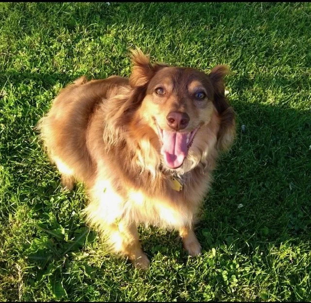 Charlie (owned by Brian)