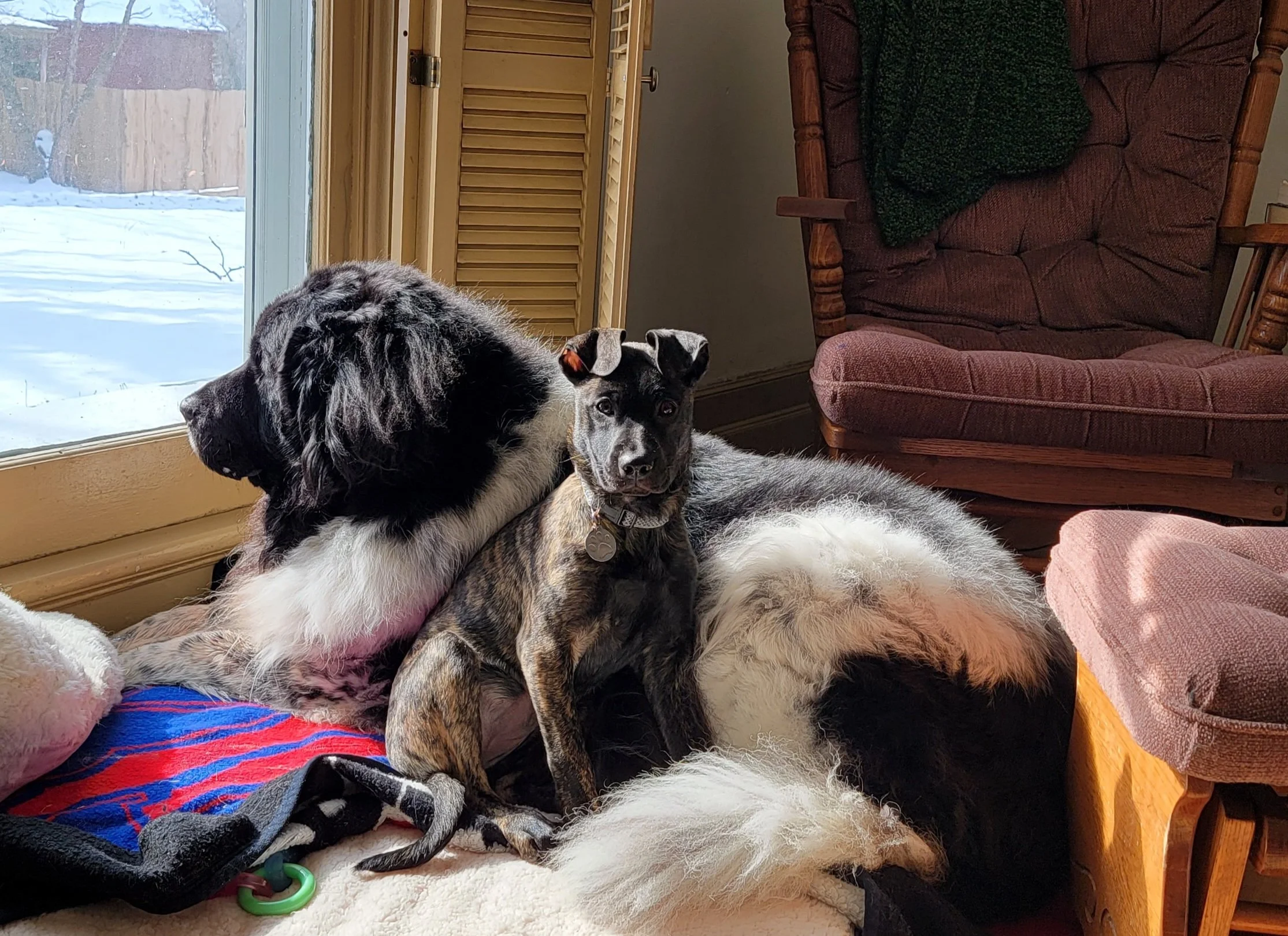 Pandora and Chloe (owned by Pat)