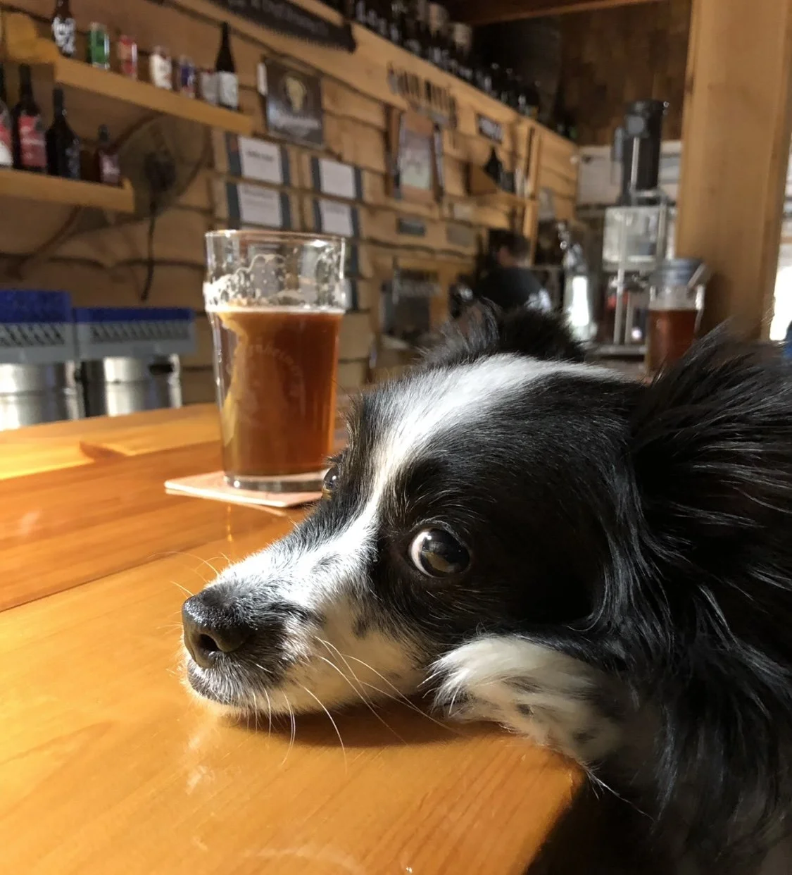 Roxy (owned by Jessica)