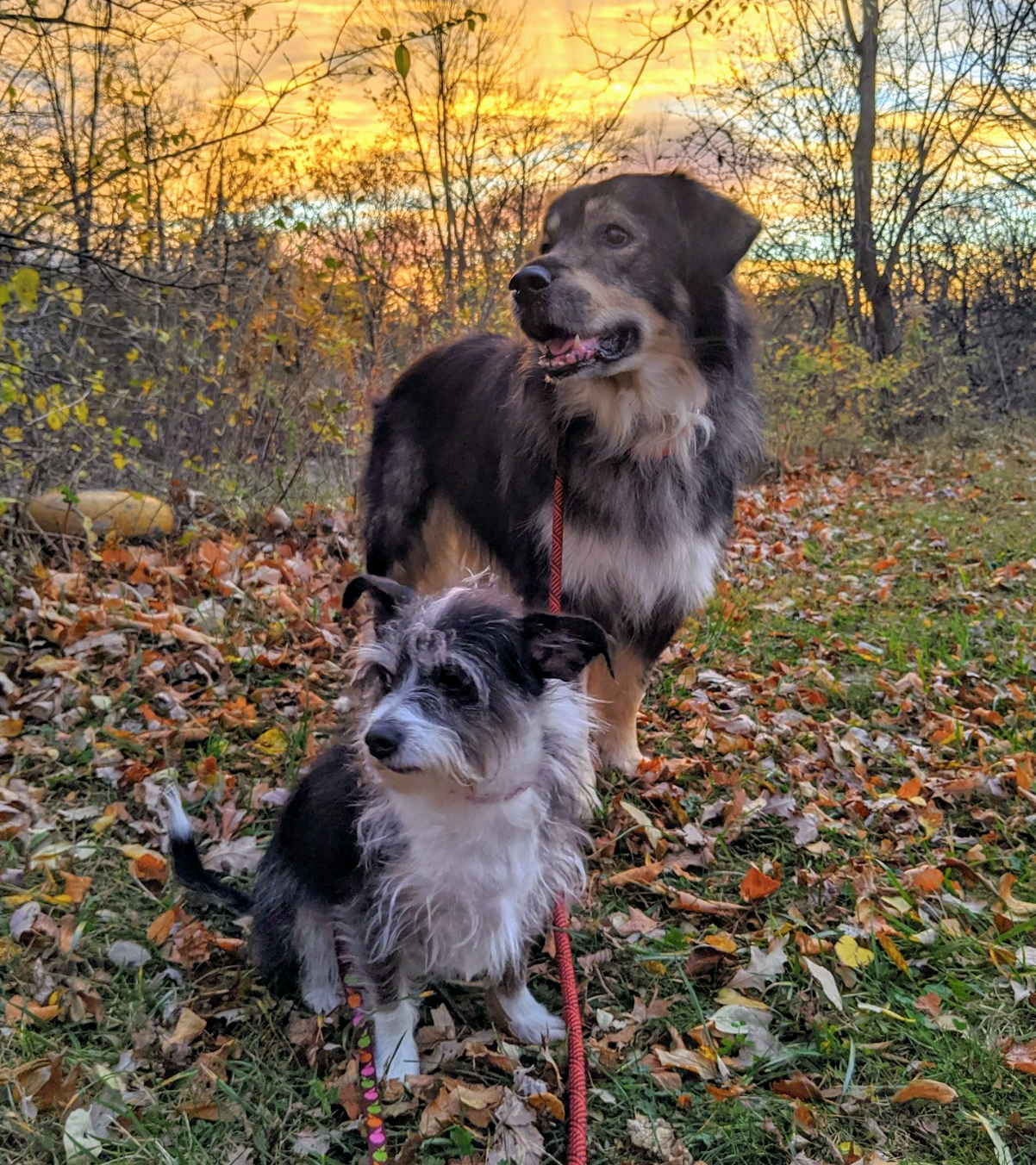 Dixie and Koda (owned by Glenn and Maria)