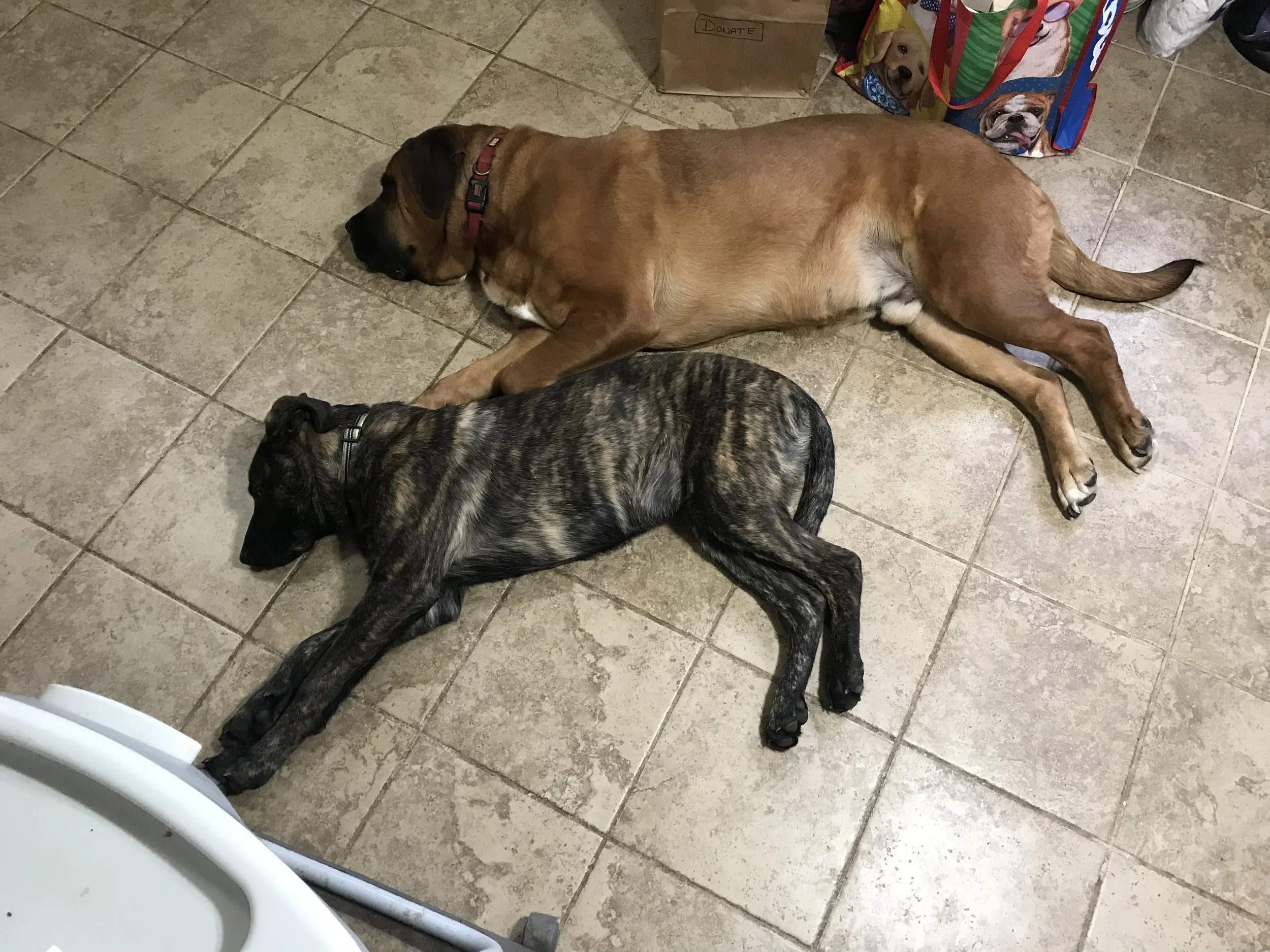 Olaf and Brewski